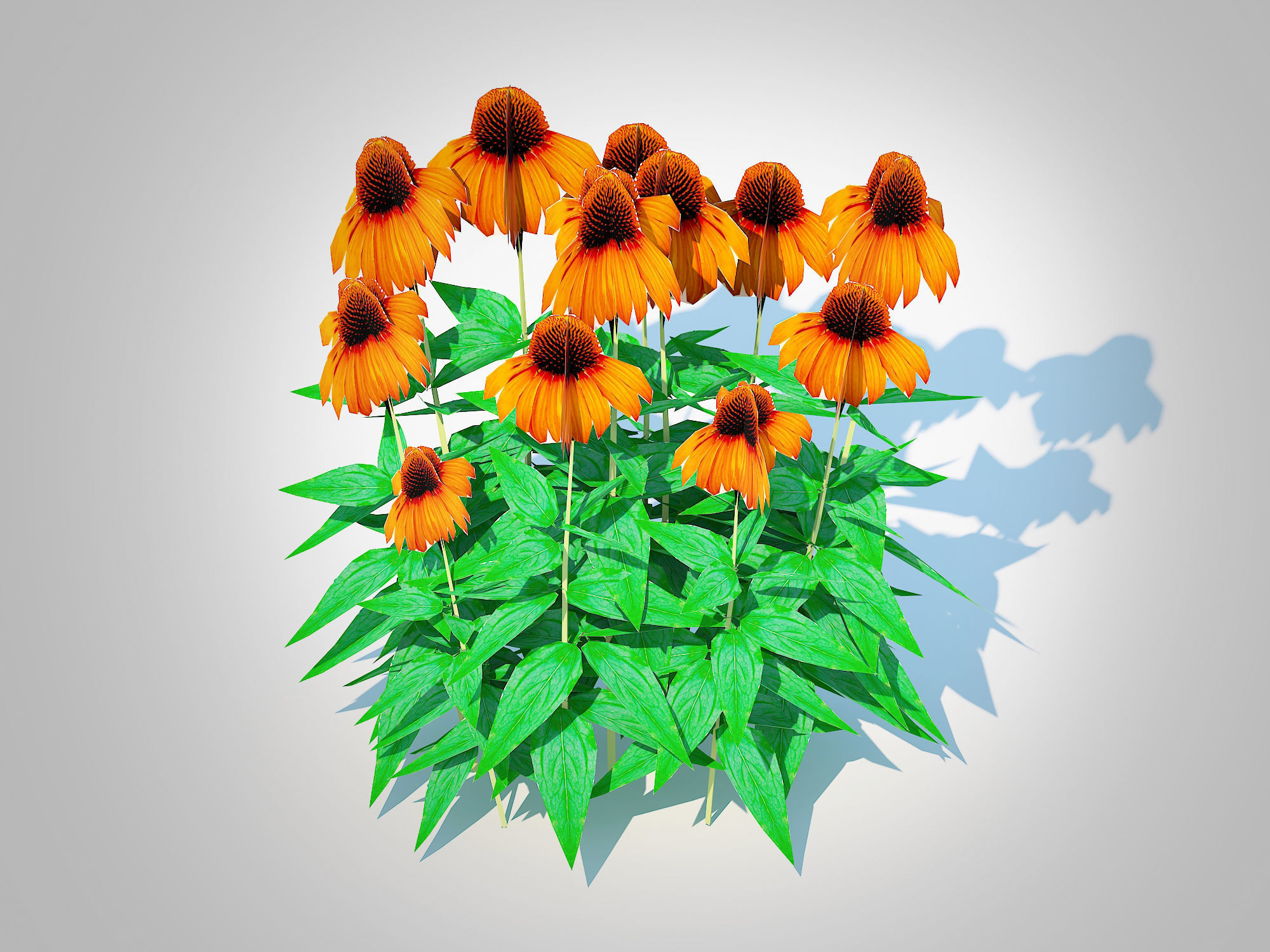 Plant  Echinacea Julia - Coneflower Low-poly 3D model_2
