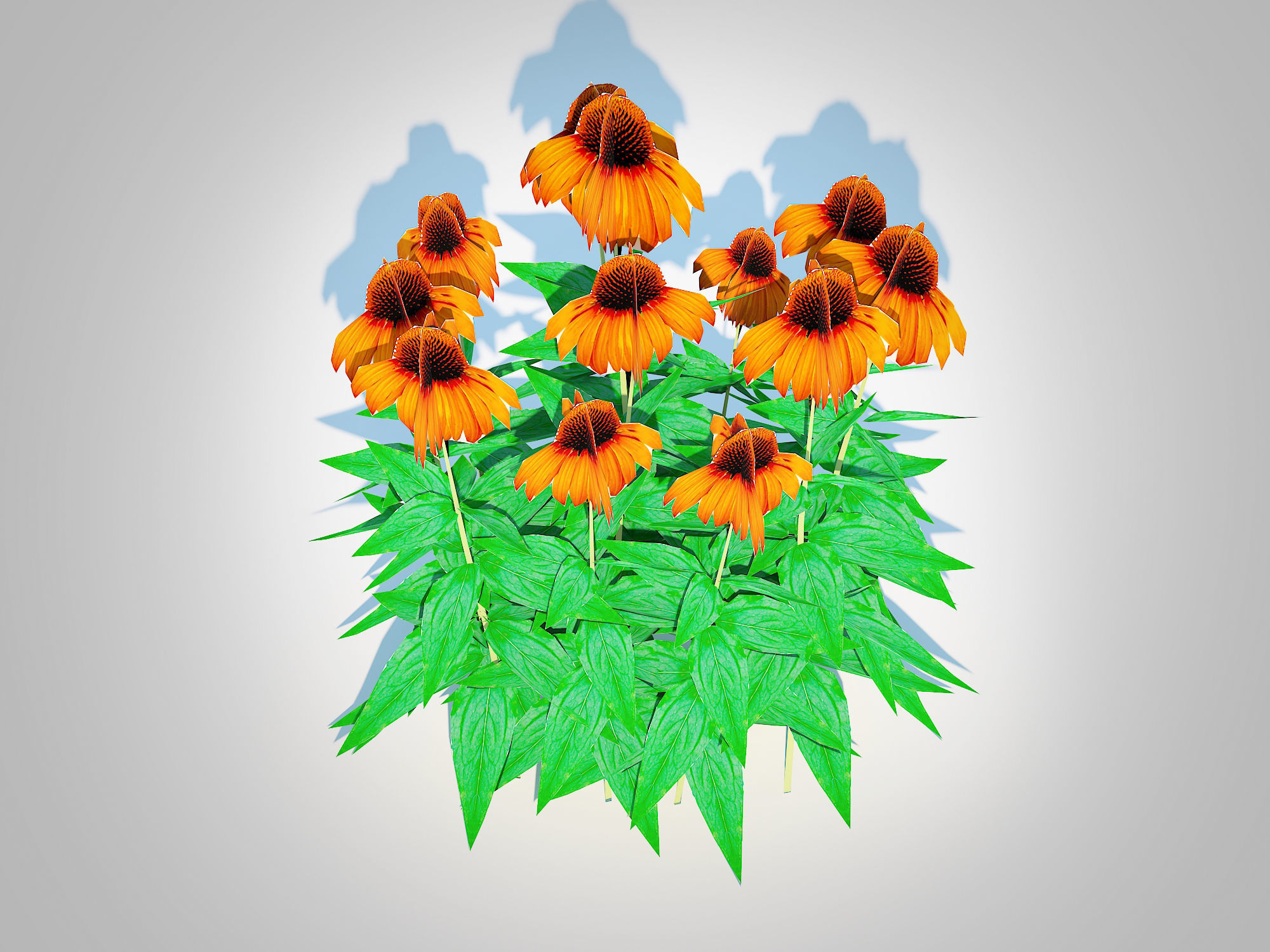 Plant  Echinacea Julia - Coneflower Low-poly 3D model_1
