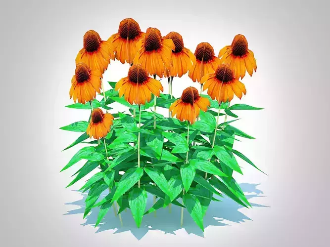Plant  Echinacea Julia - Coneflower Low-poly 3D model Plant  Echinacea Julia - Coneflower Low-poly 3D model