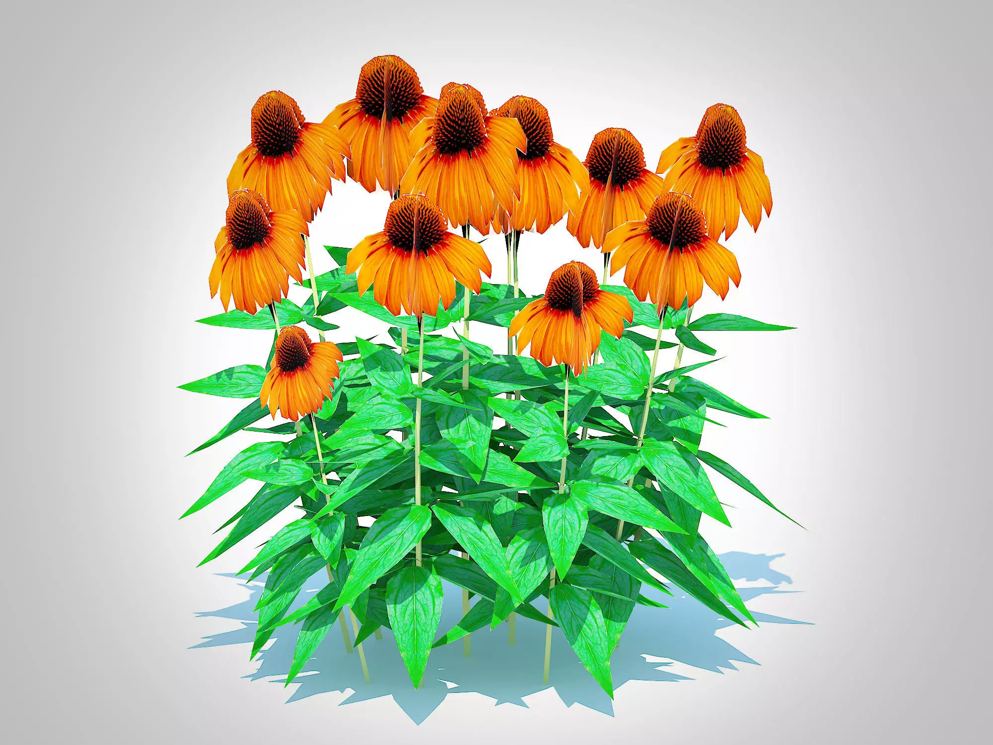 Plant  Echinacea Julia - Coneflower Low-poly 3D model_0