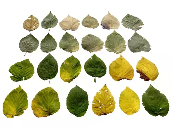 Rasberry Leaves Leaf Autumn Fall Low-poly 3D model