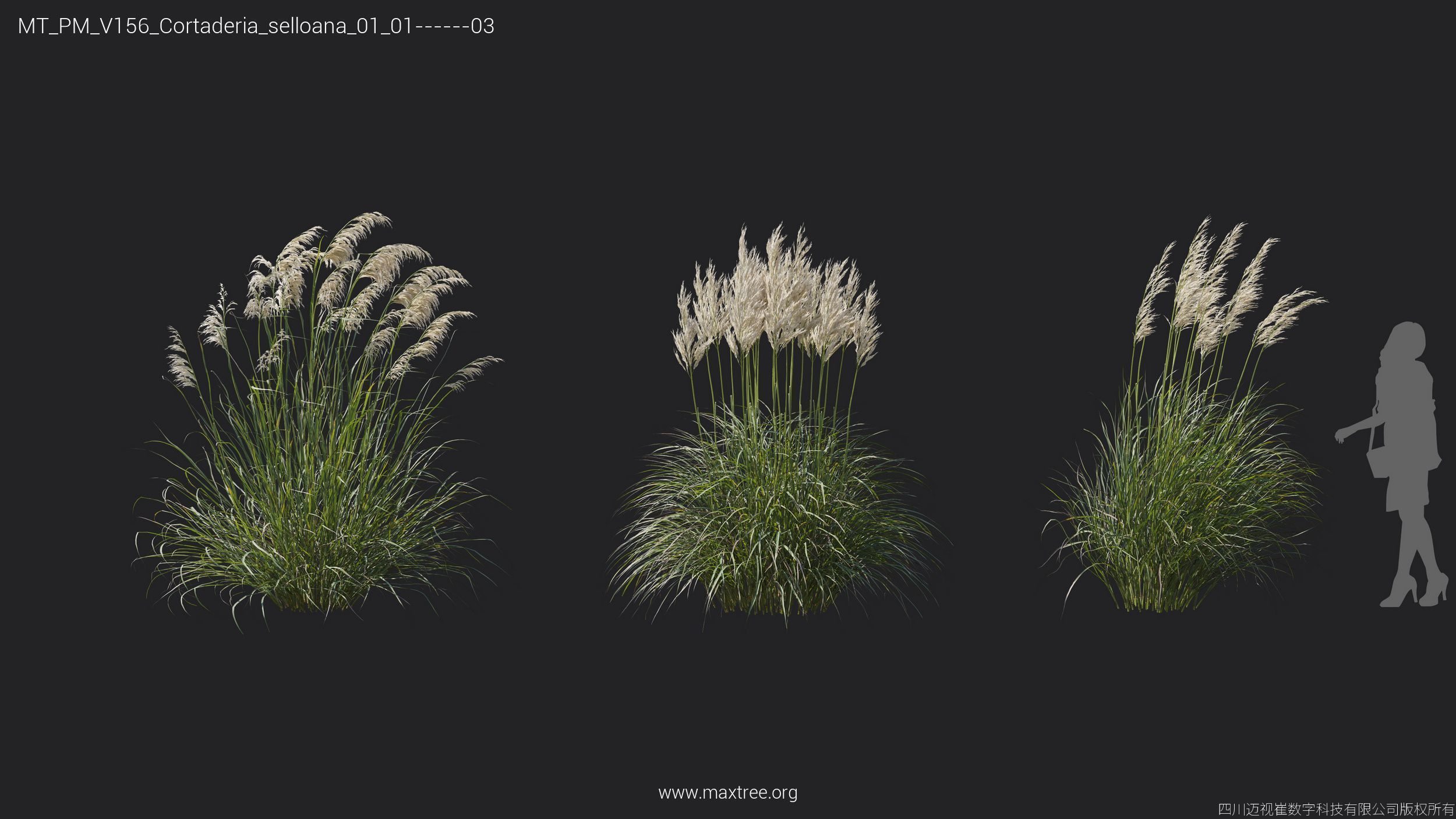 Maxtree Plant Models Vol 156 - Mesh 3D model_21