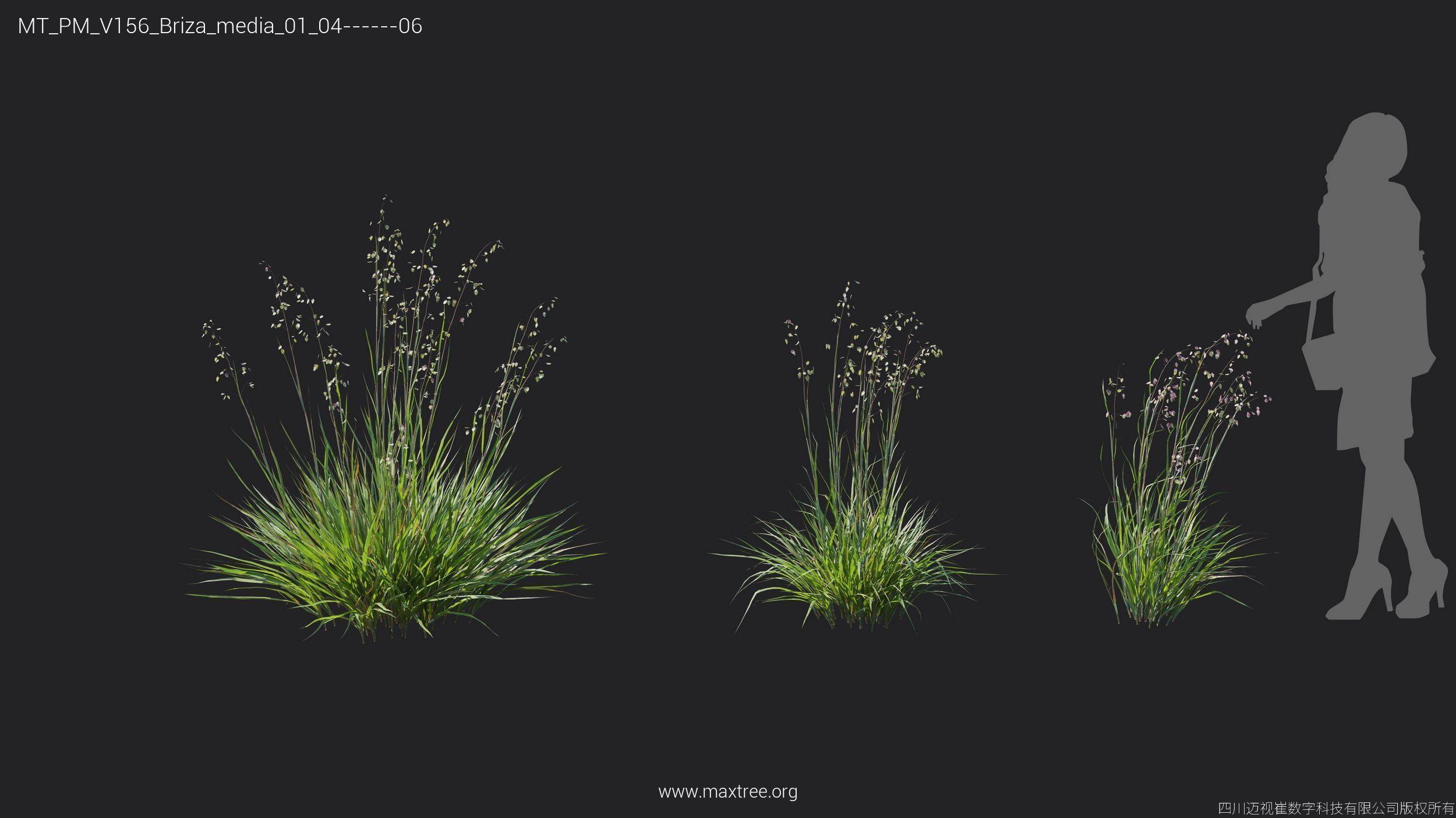 Maxtree Plant Models Vol 156 - Mesh 3D model_12