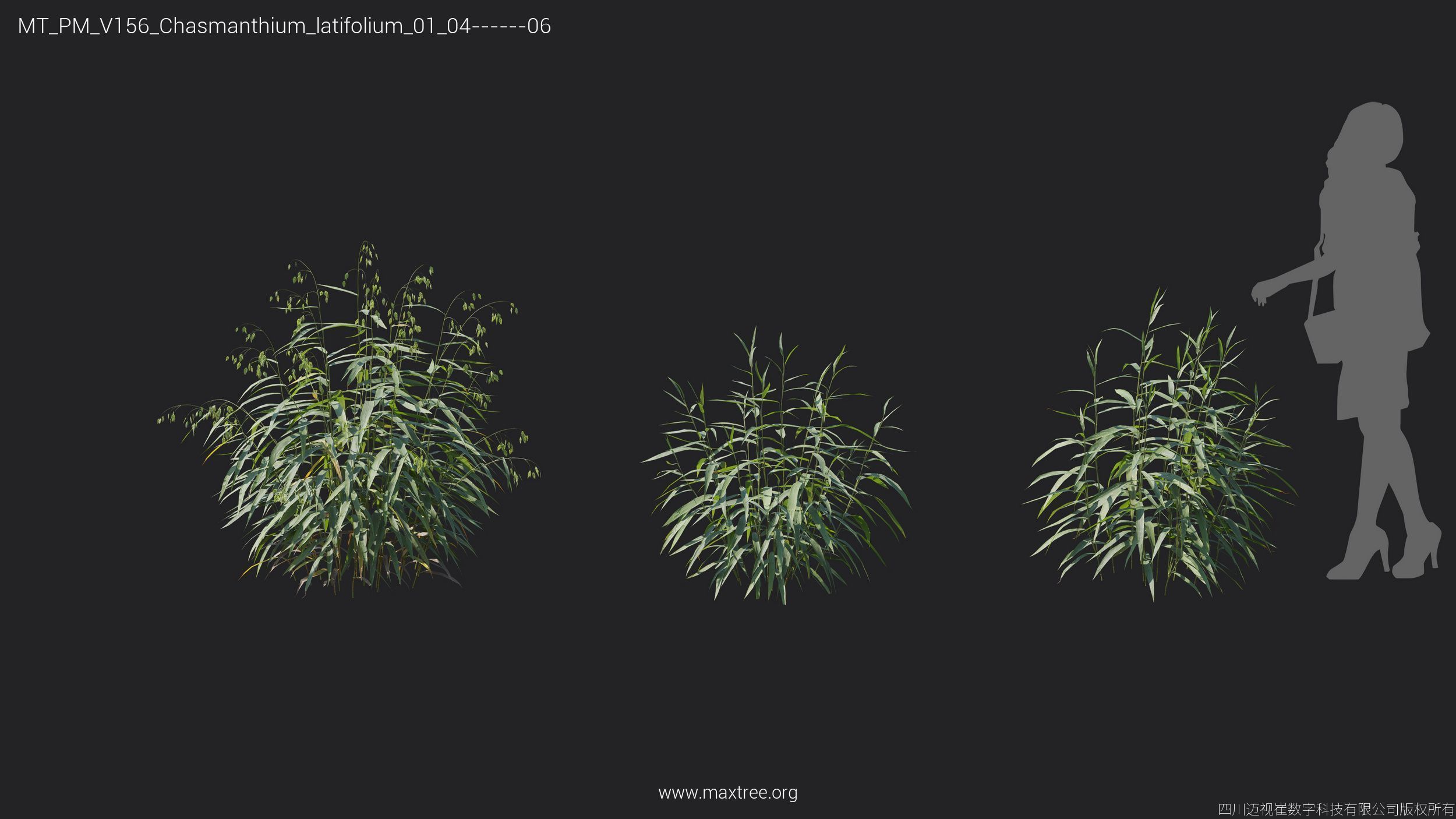 Maxtree Plant Models Vol 156 - Mesh 3D model_18