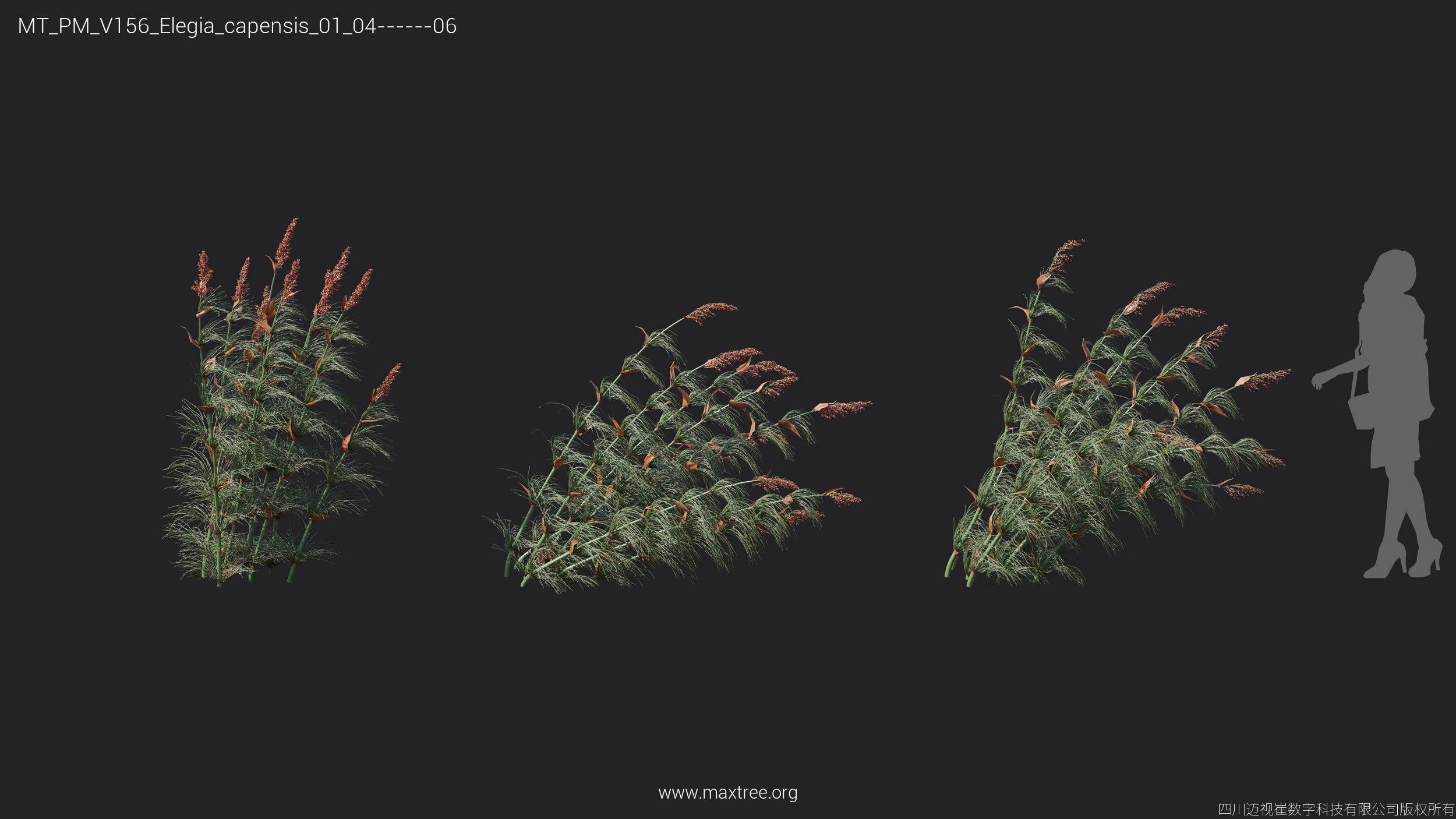 Maxtree Plant Models Vol 156 - Mesh 3D model_24