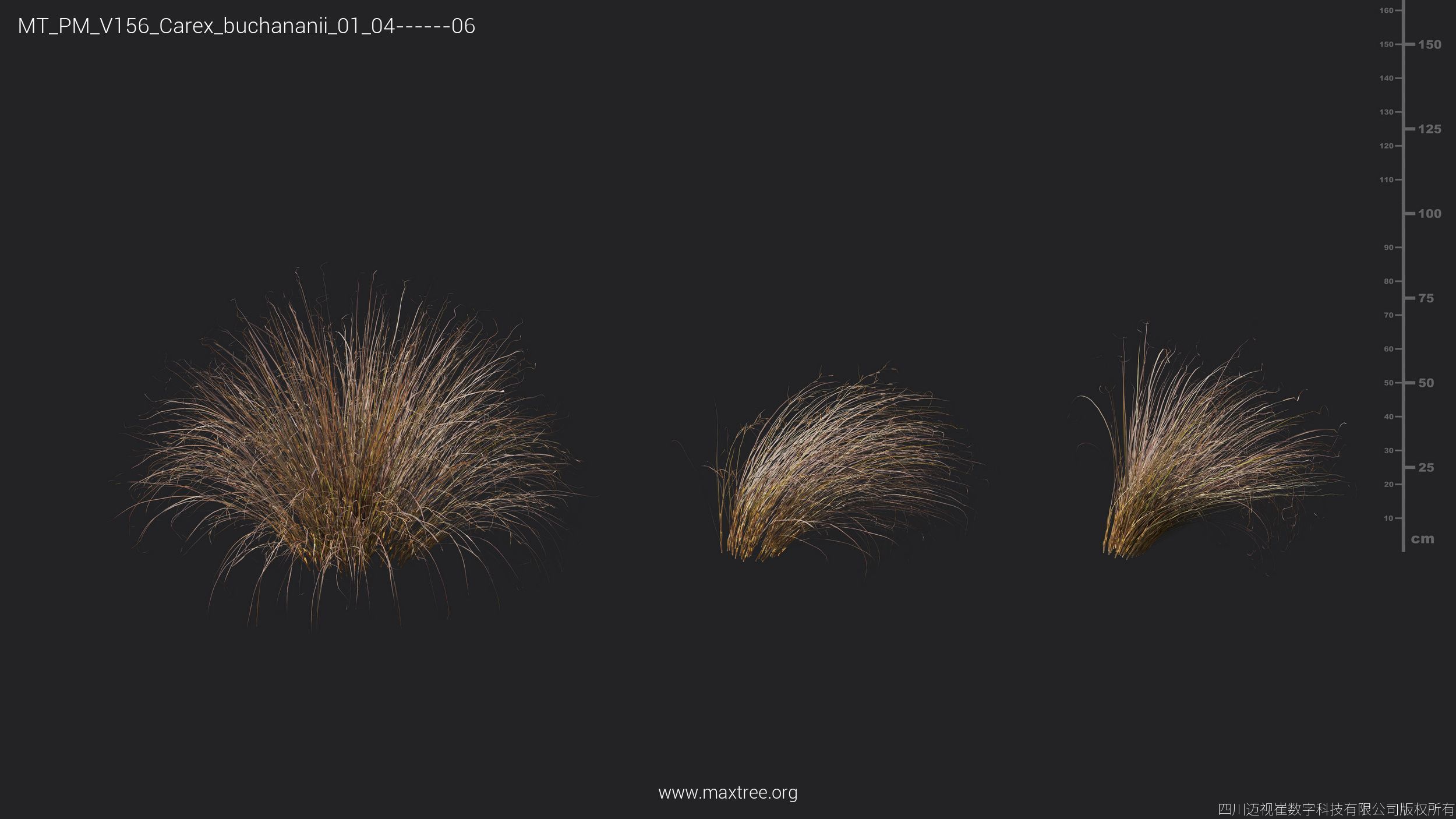 Maxtree Plant Models Vol 156 - Mesh 3D model_16