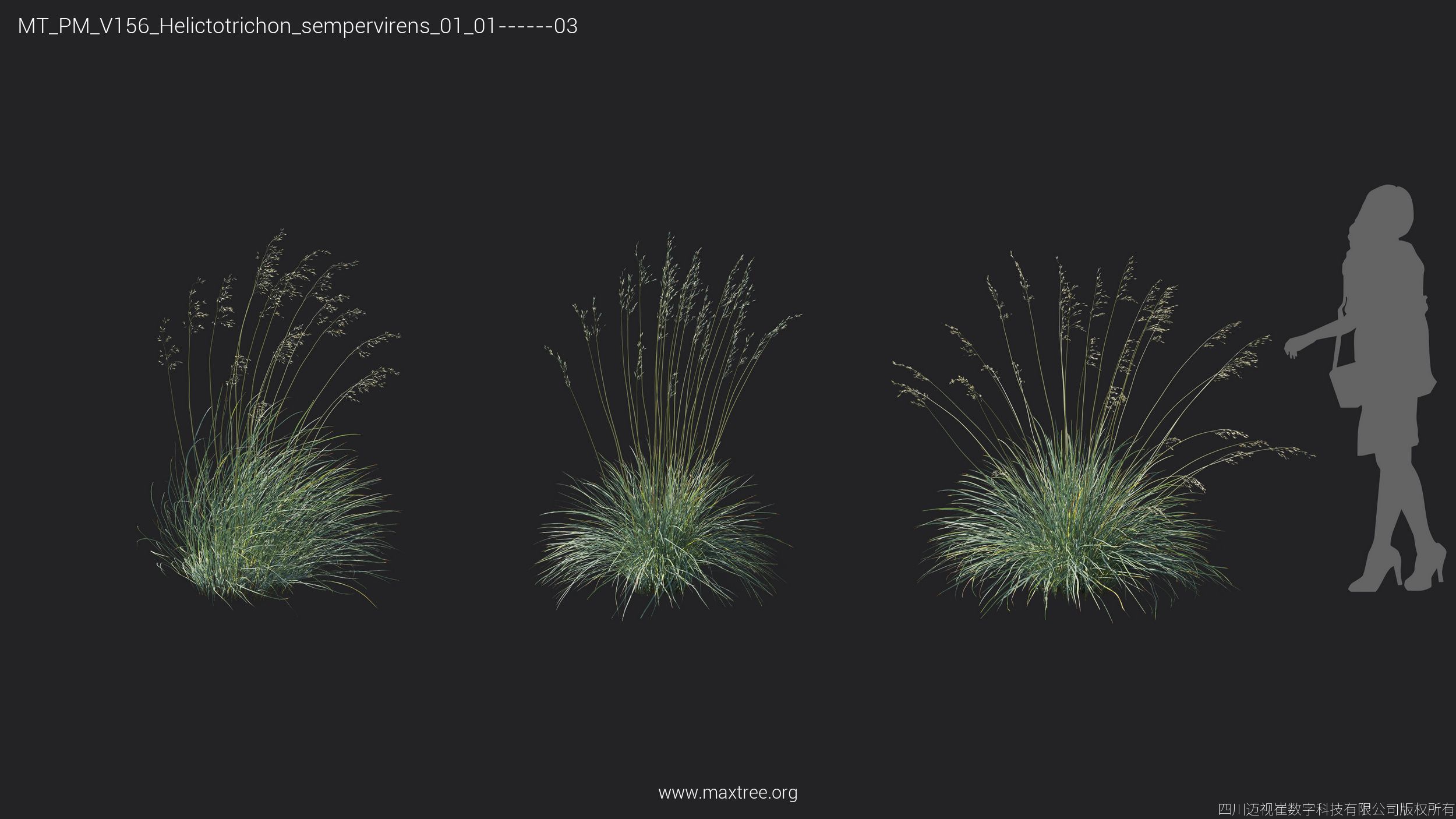 Maxtree Plant Models Vol 156 - Mesh 3D model_27