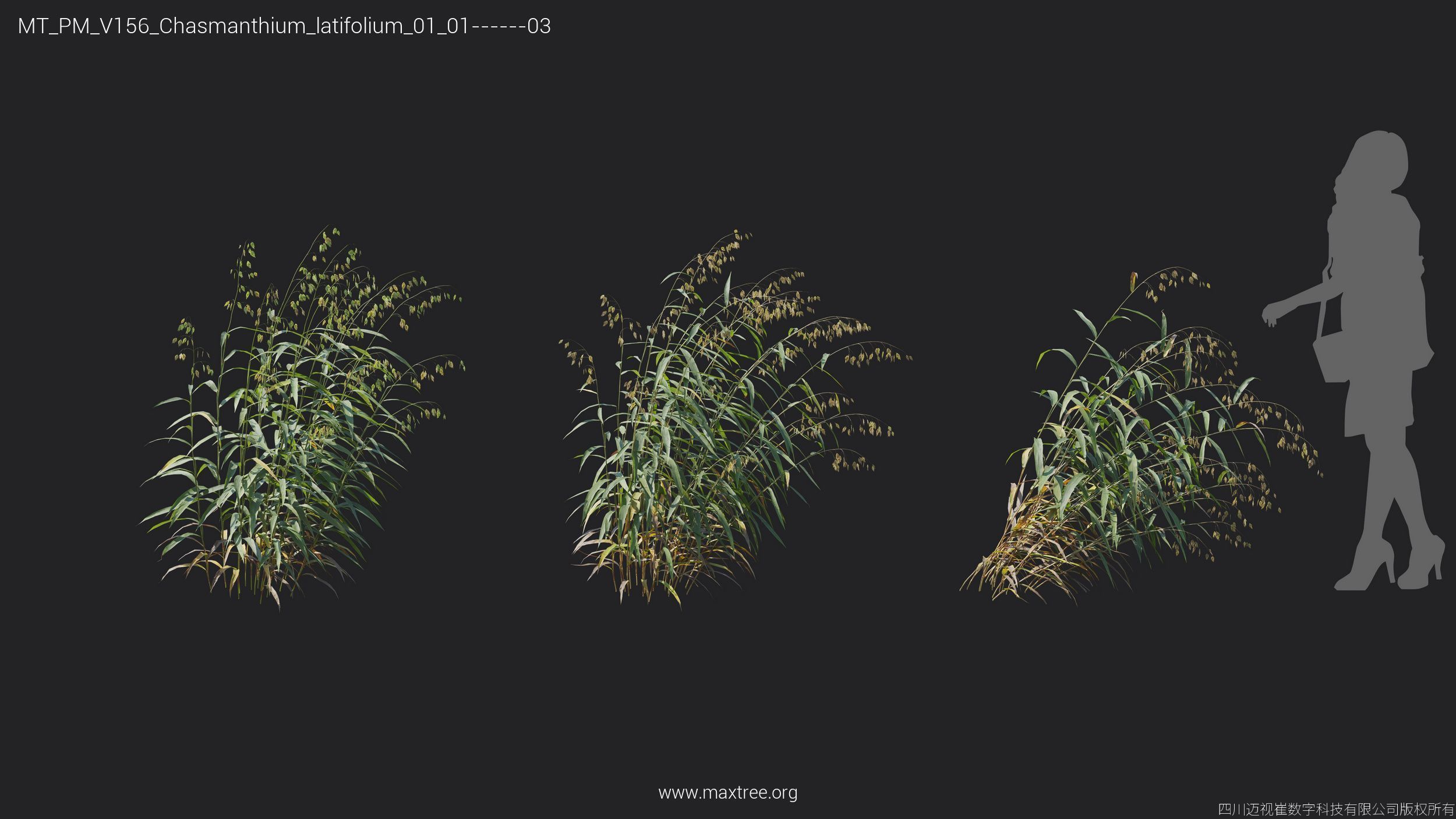 Maxtree Plant Models Vol 156 - Mesh 3D model_17