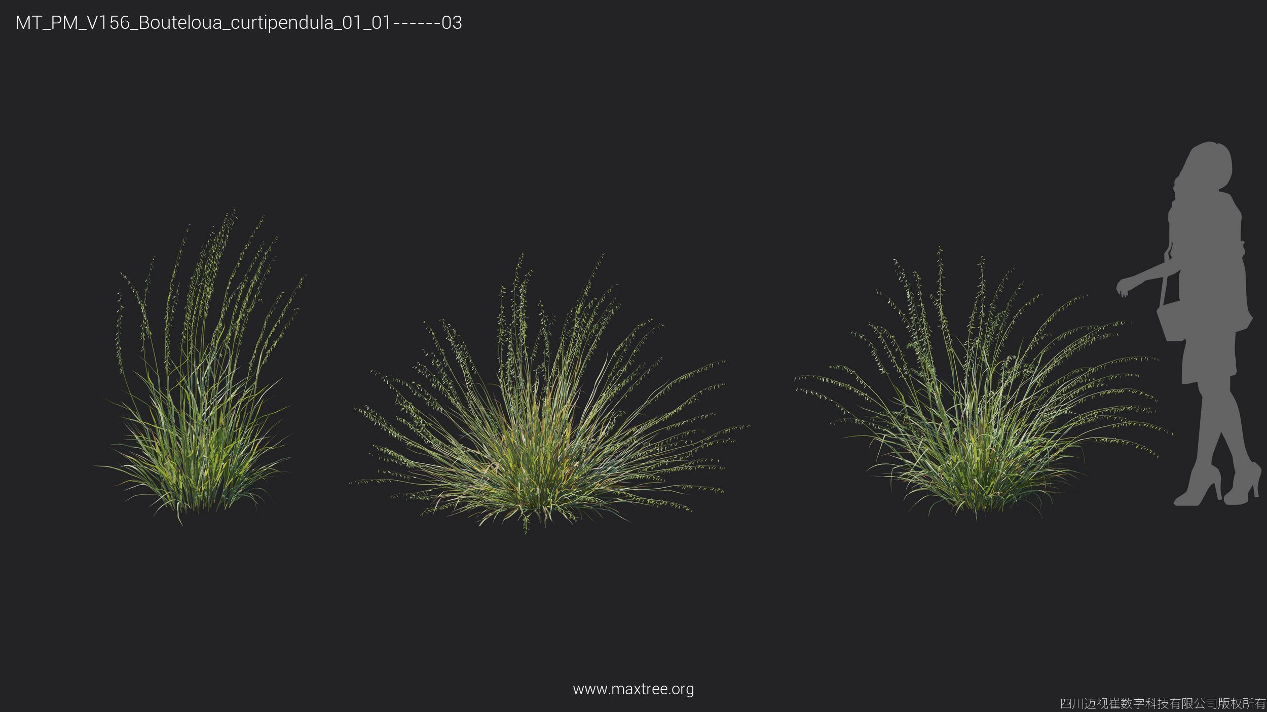 Maxtree Plant Models Vol 156 - Mesh 3D model_9