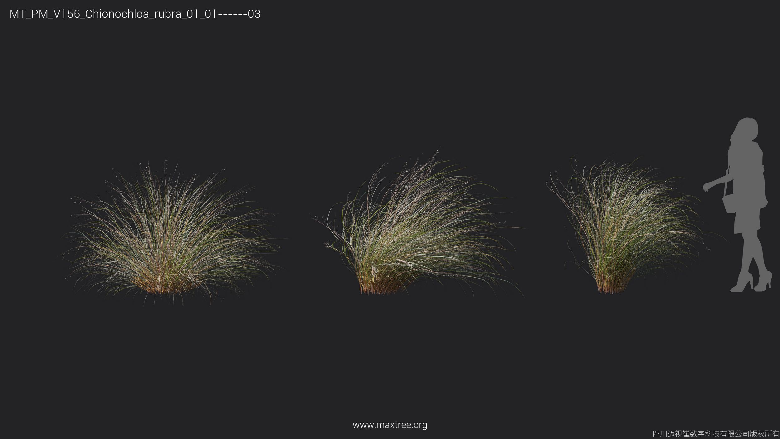 Maxtree Plant Models Vol 156 - Mesh 3D model_19