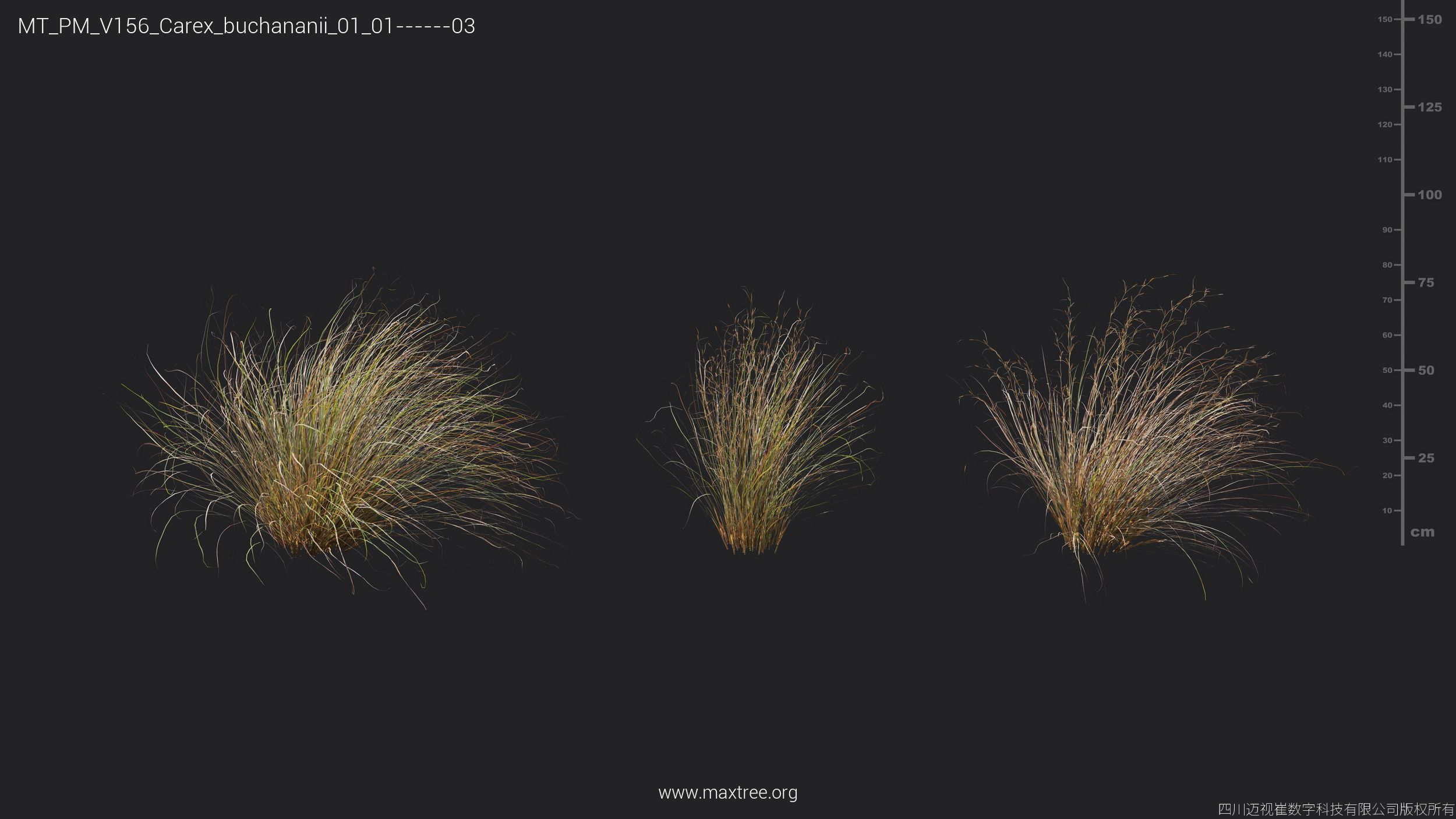 Maxtree Plant Models Vol 156 - Mesh 3D model_15