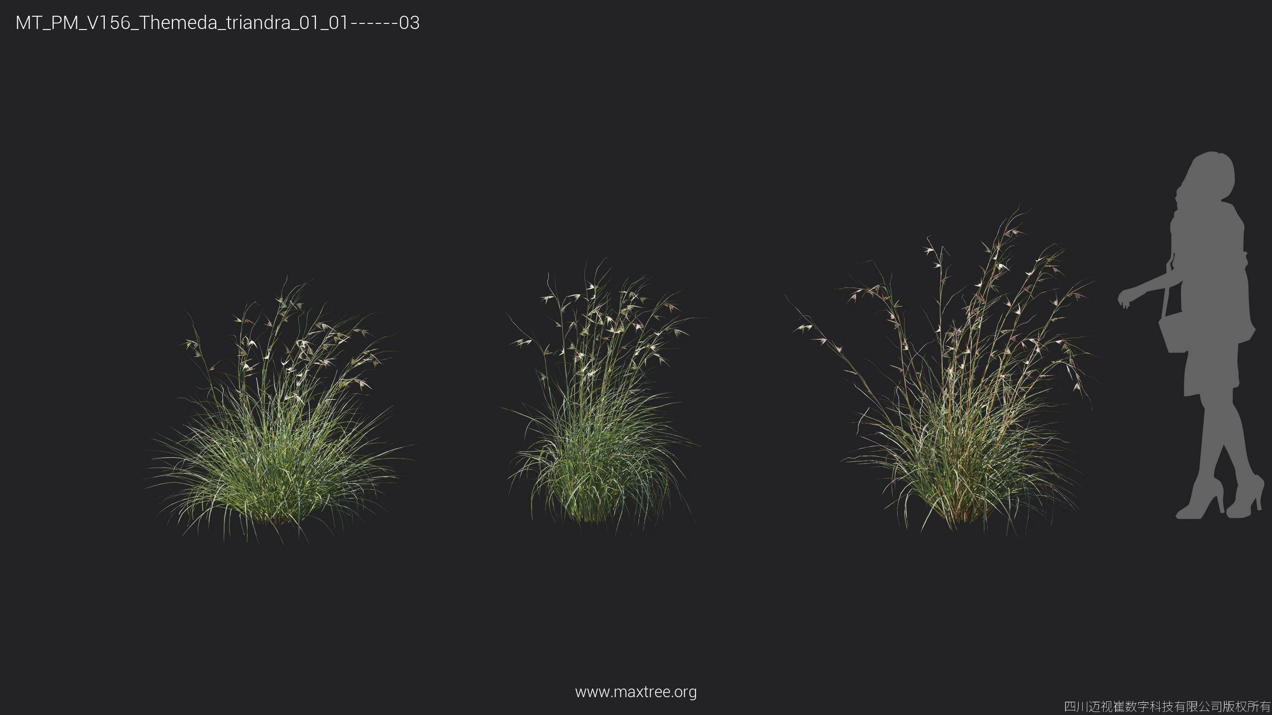 Maxtree Plant Models Vol 156 - Mesh 3D model_29