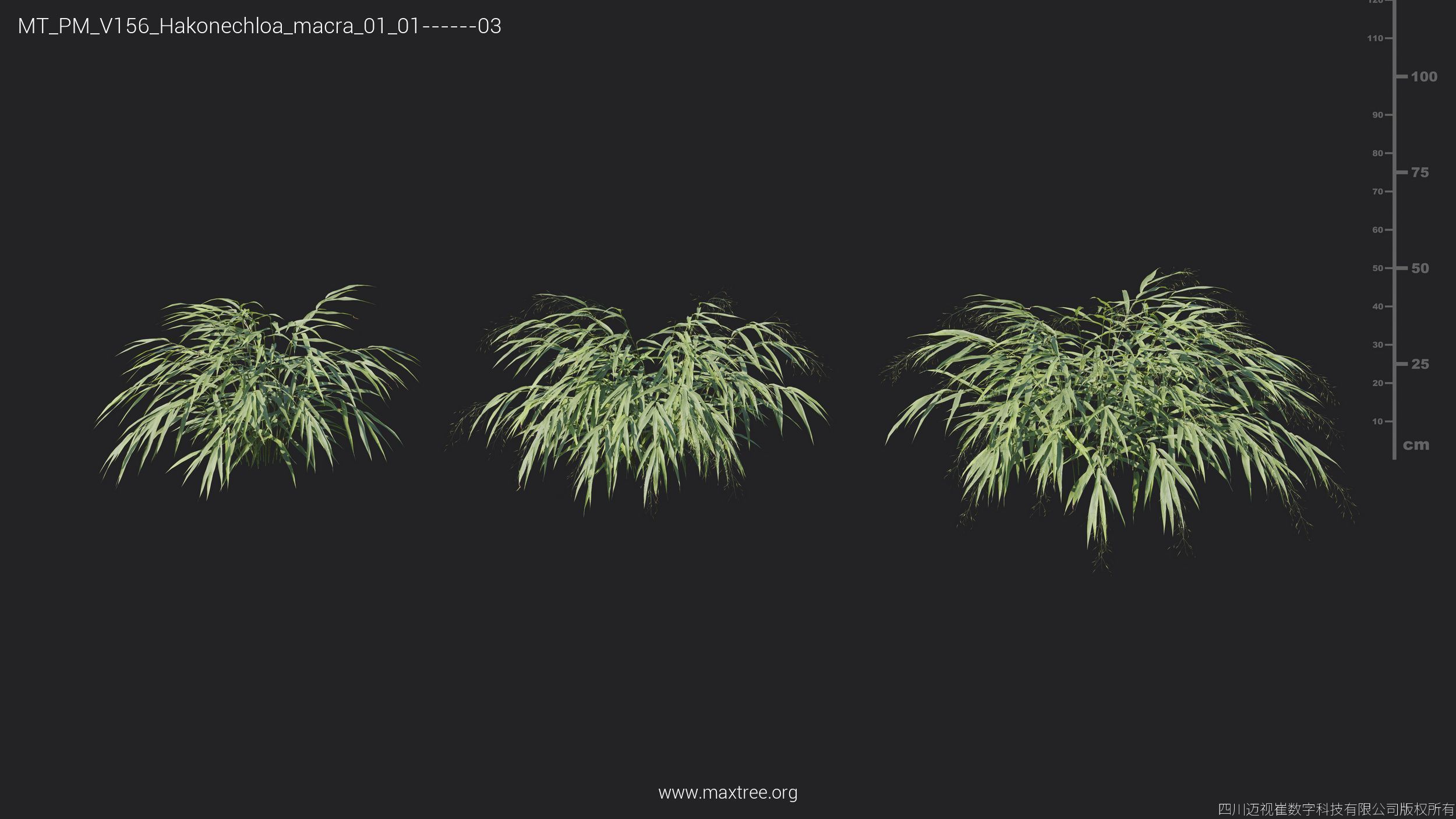 Maxtree Plant Models Vol 156 - Mesh 3D model_25