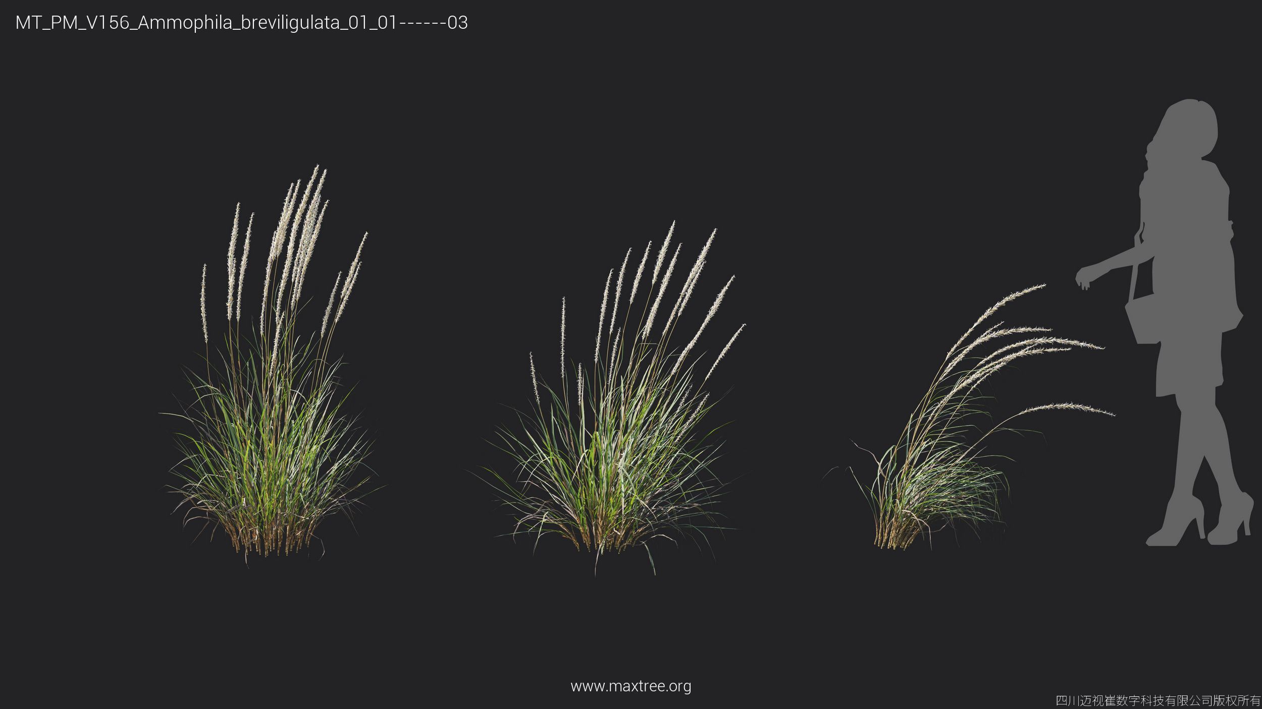 Maxtree Plant Models Vol 156 - Mesh 3D model_5