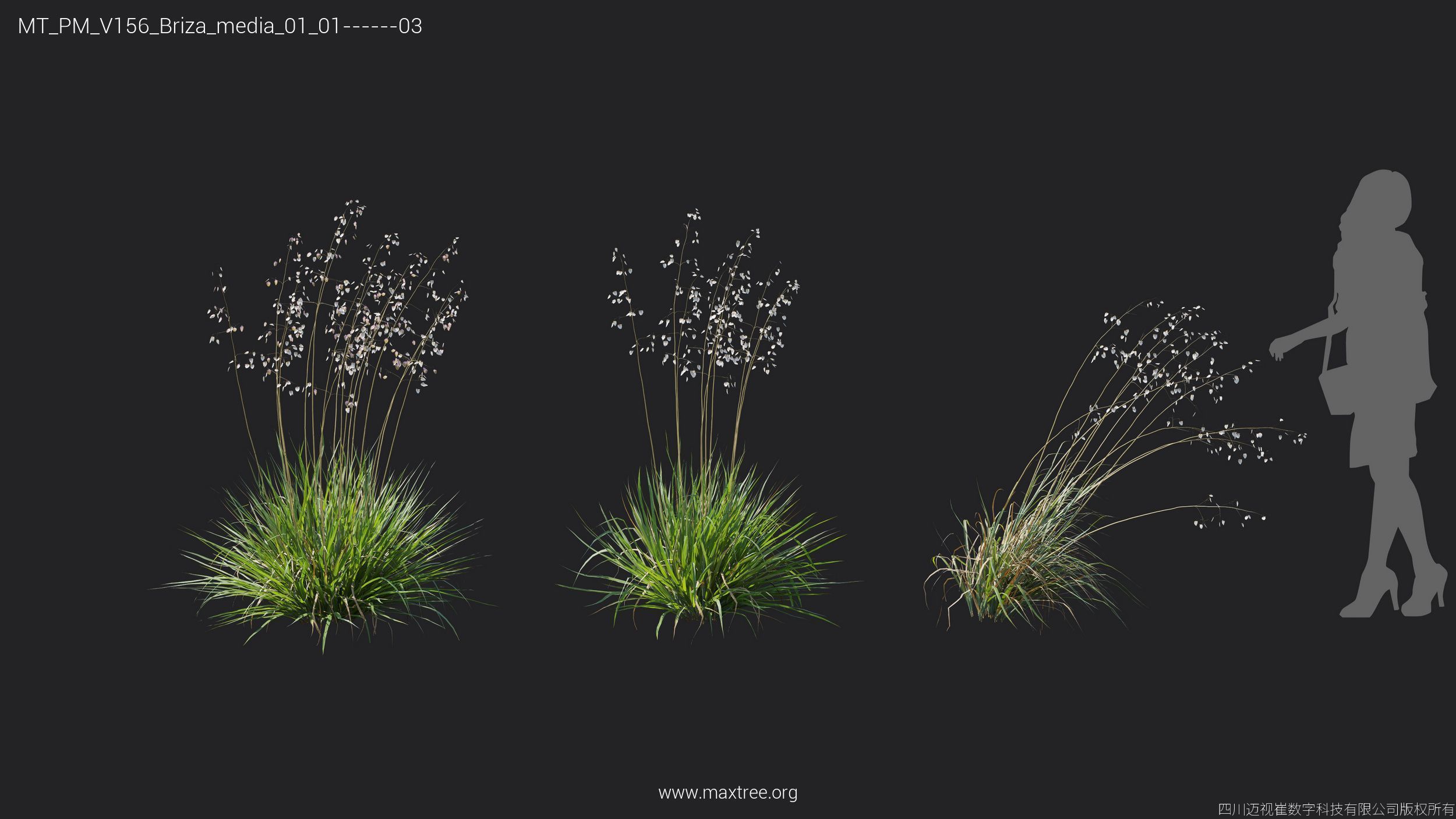 Maxtree Plant Models Vol 156 - Mesh 3D model_11