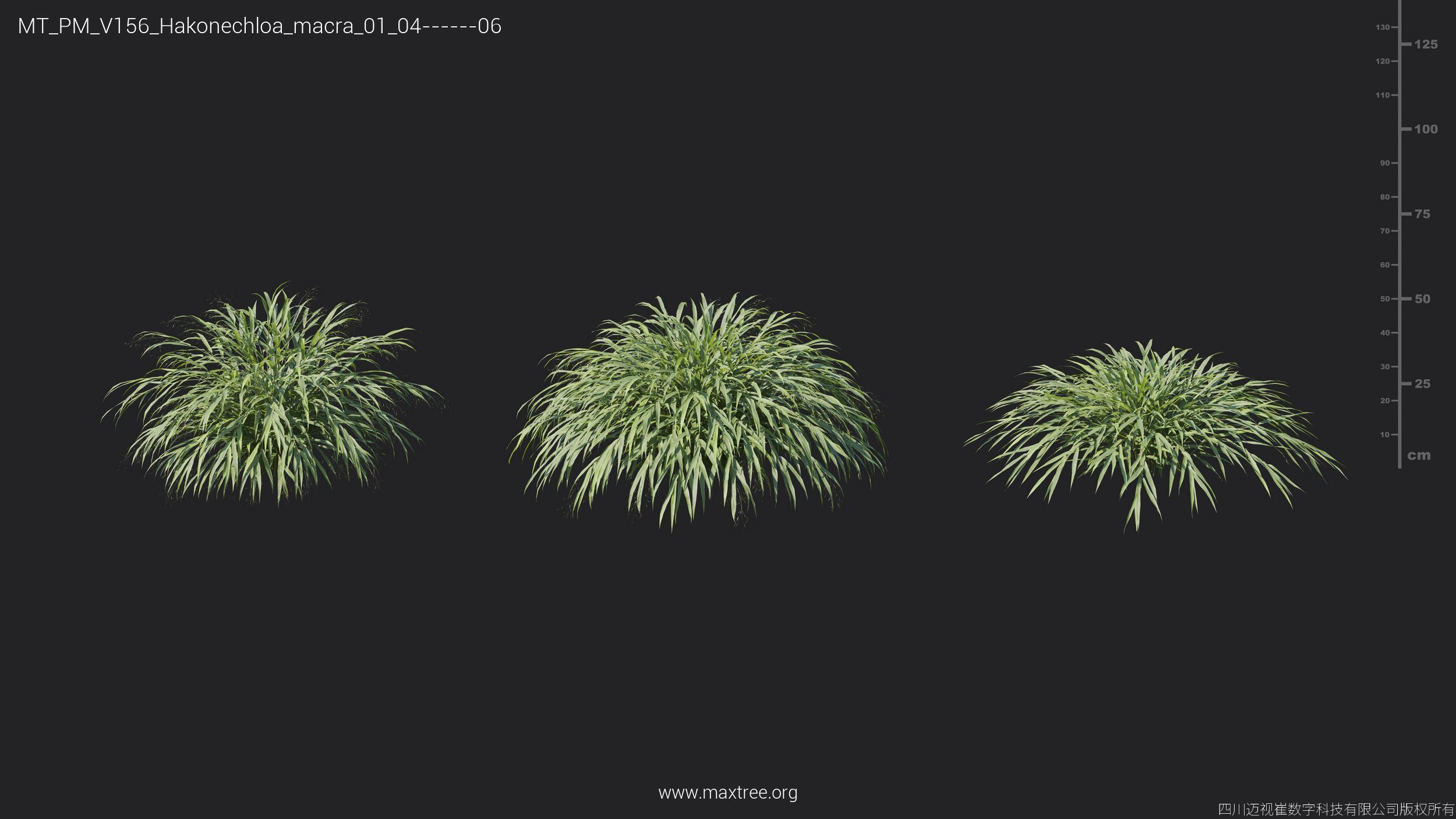 Maxtree Plant Models Vol 156 - Mesh 3D model_26