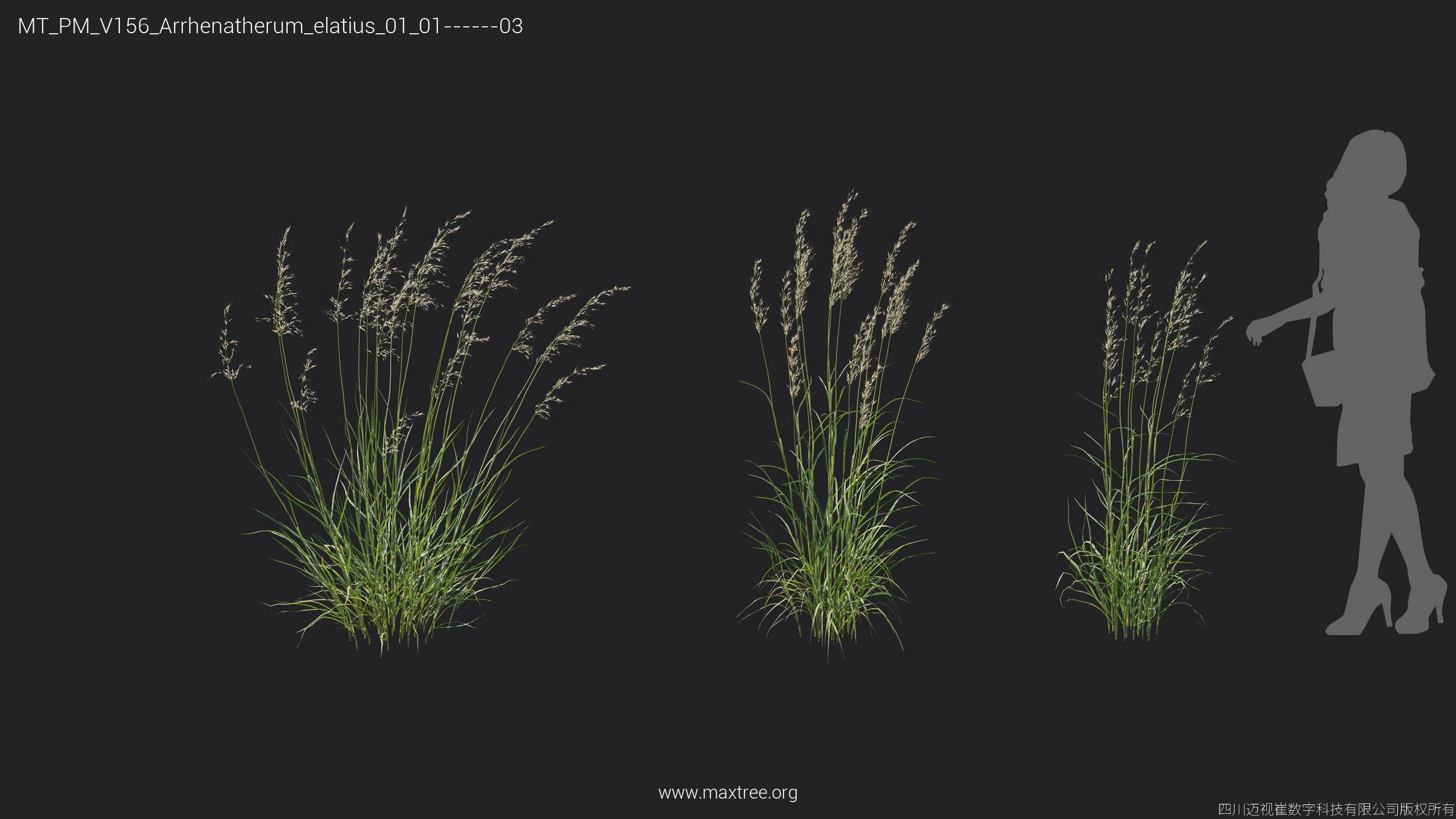 Maxtree Plant Models Vol 156 - Mesh 3D model_7