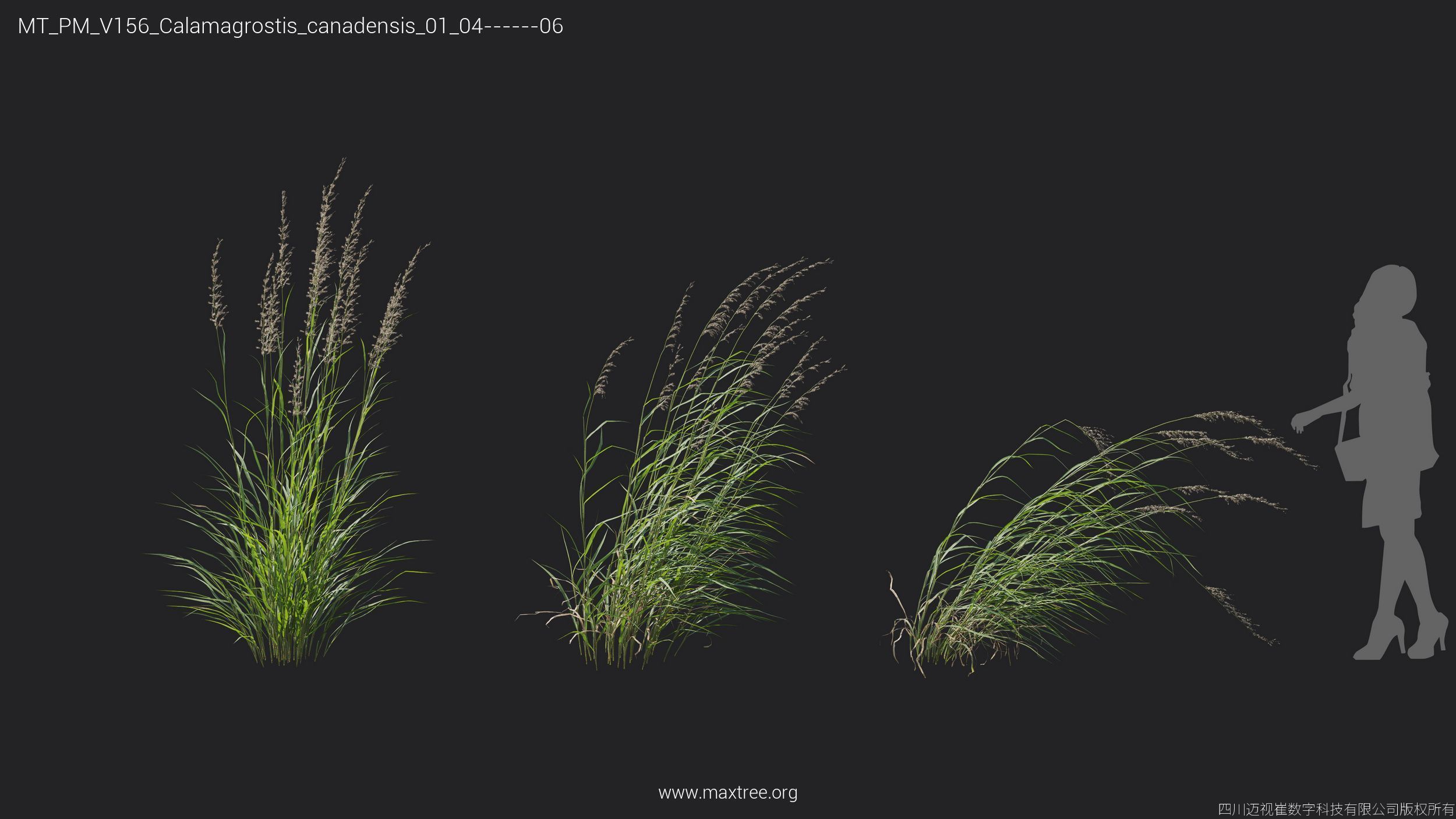 Maxtree Plant Models Vol 156 - Mesh 3D model_14