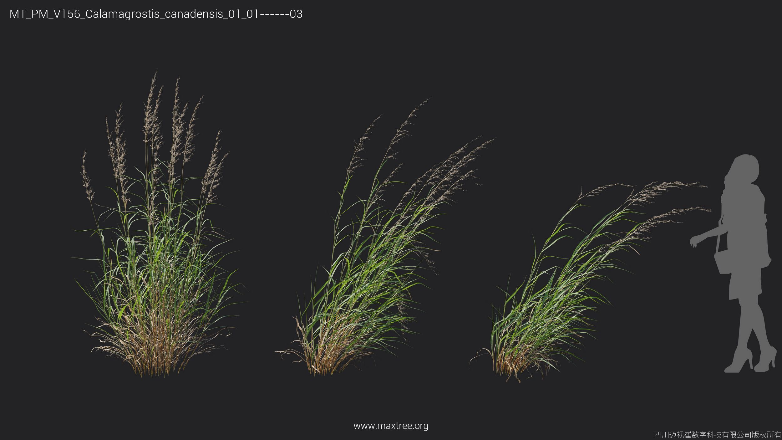 Maxtree Plant Models Vol 156 - Mesh 3D model_13