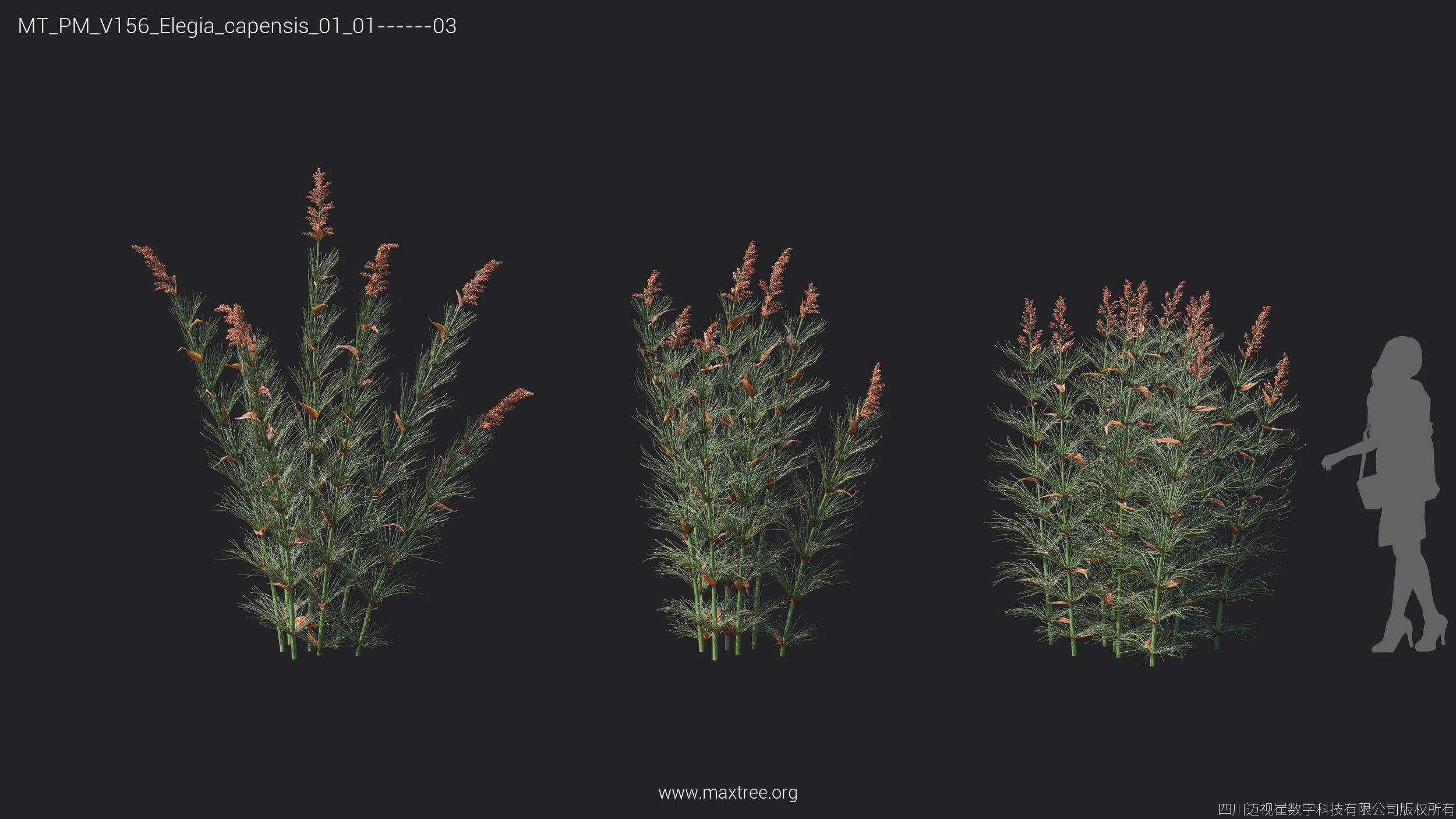 Maxtree Plant Models Vol 156 - Mesh 3D model_23