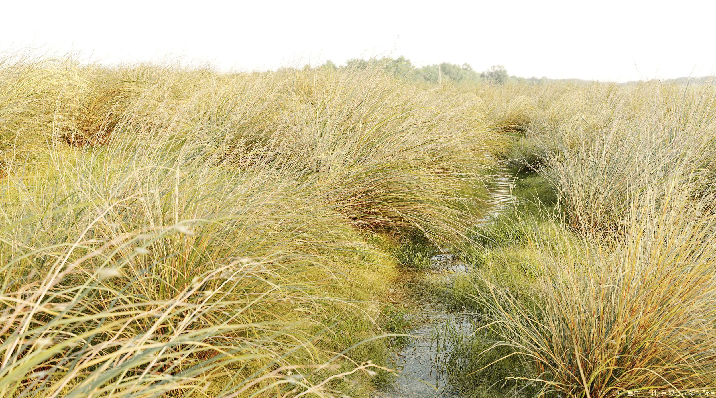 Maxtree Plant Models Vol 156 - Mesh 3D model_3