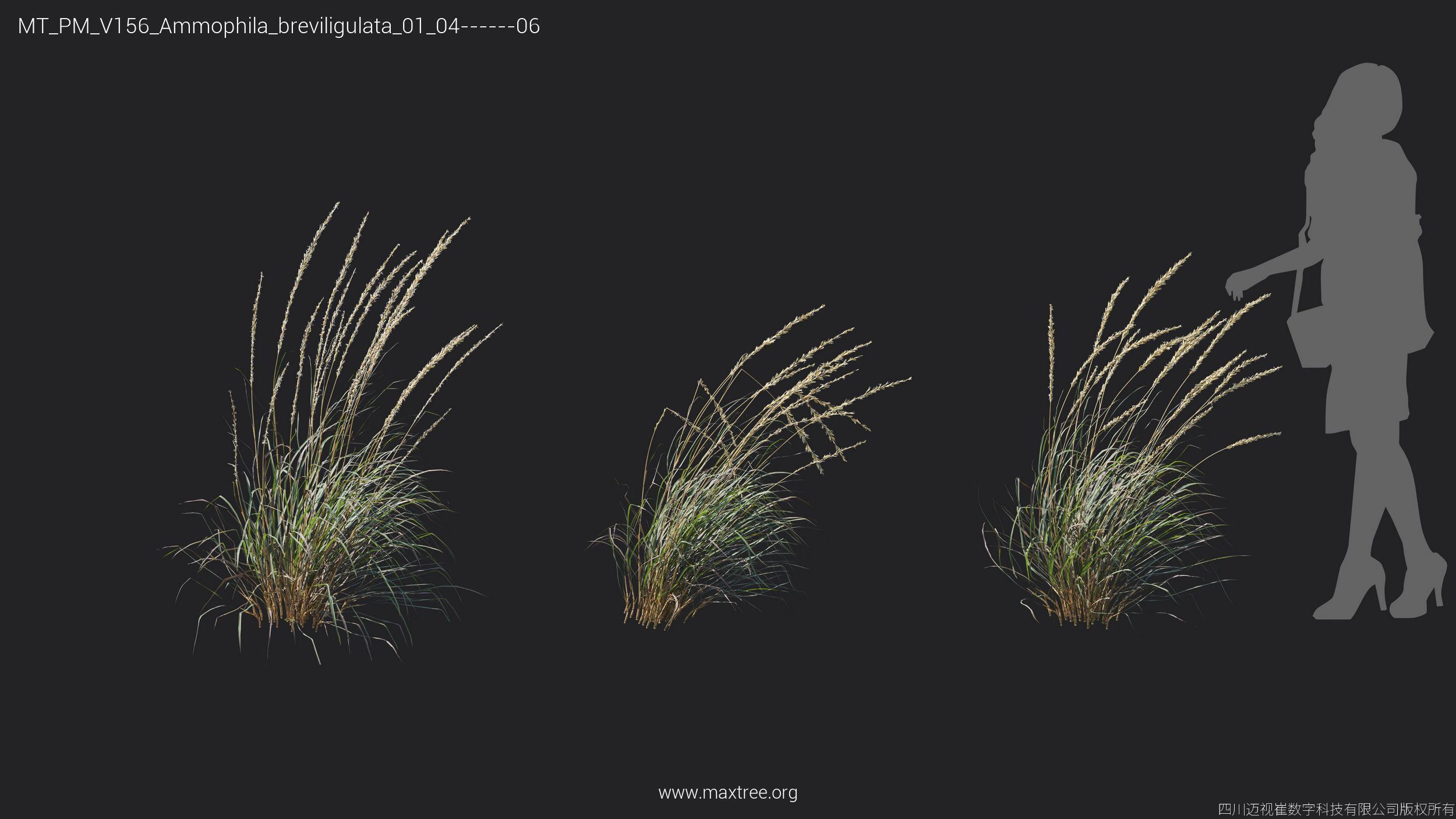 Maxtree Plant Models Vol 156 - Mesh 3D model_6