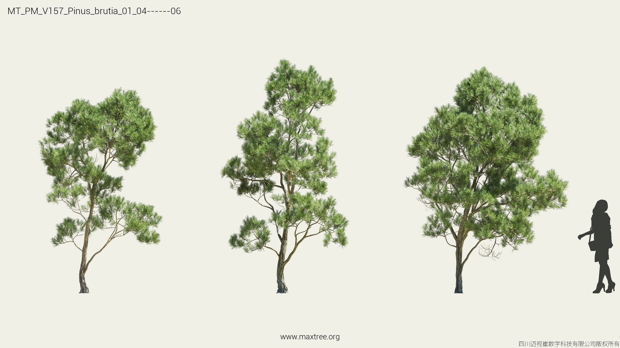 Maxtree Plant Models Vol 157 - Mesh 3D model_19