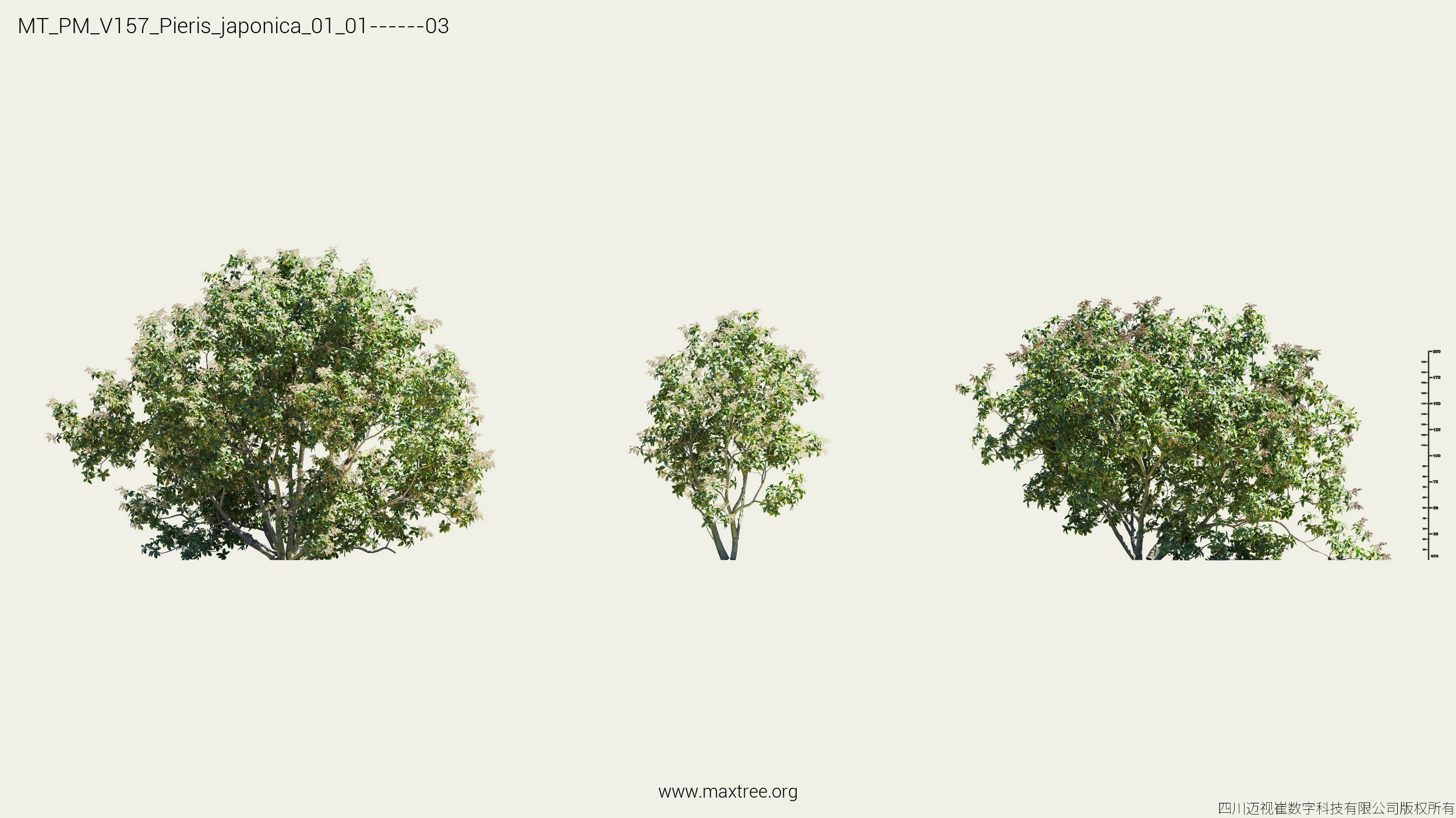 Maxtree Plant Models Vol 157 - Mesh 3D model_16