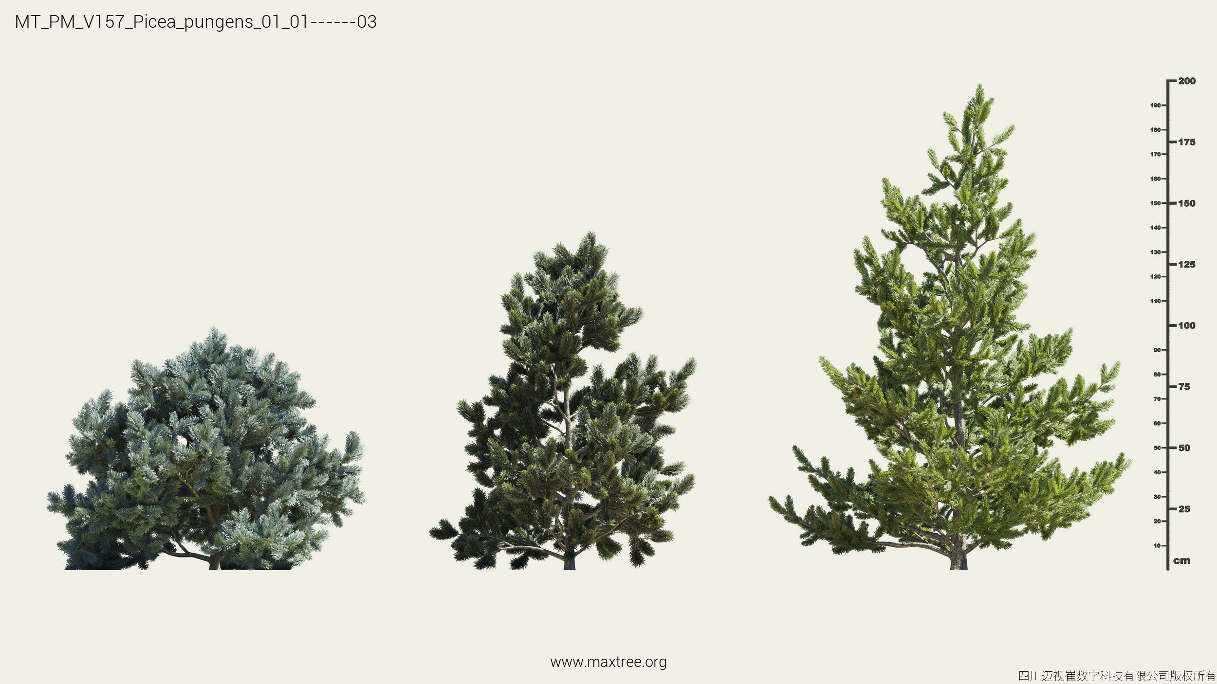 Maxtree Plant Models Vol 157 - Mesh 3D model_17