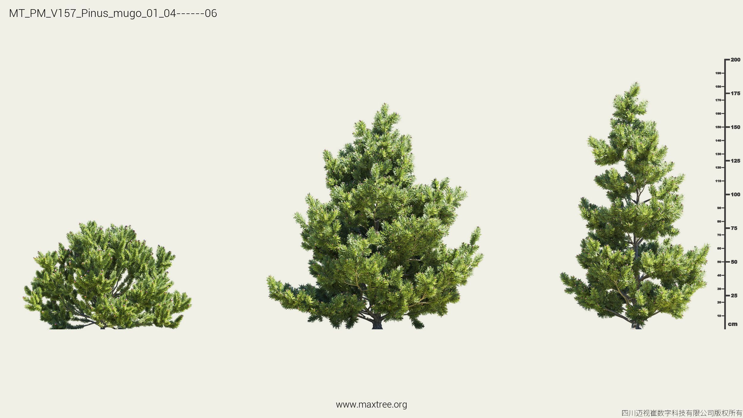 Maxtree Plant Models Vol 157 - Mesh 3D model_25