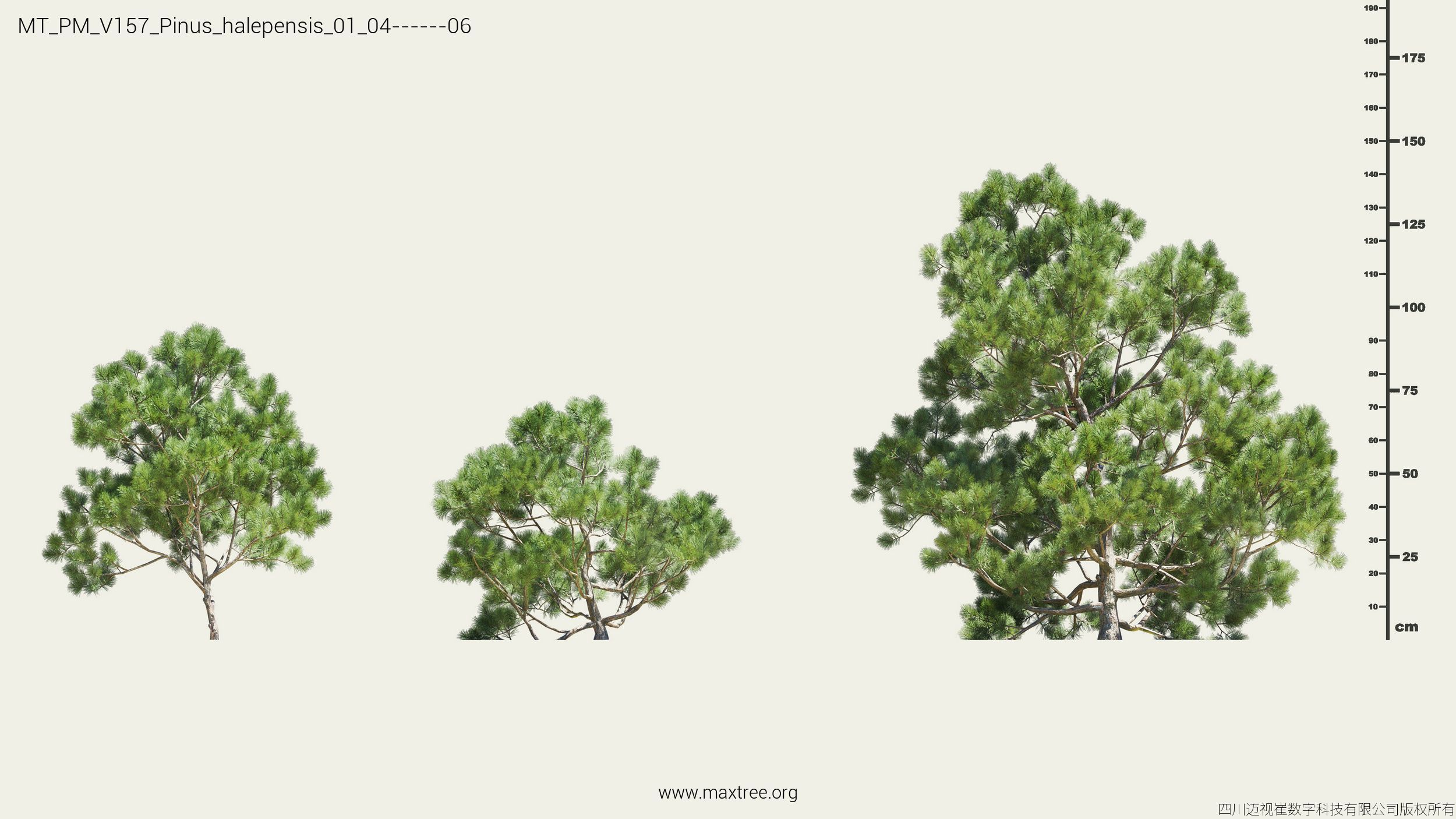 Maxtree Plant Models Vol 157 - Mesh 3D model_22