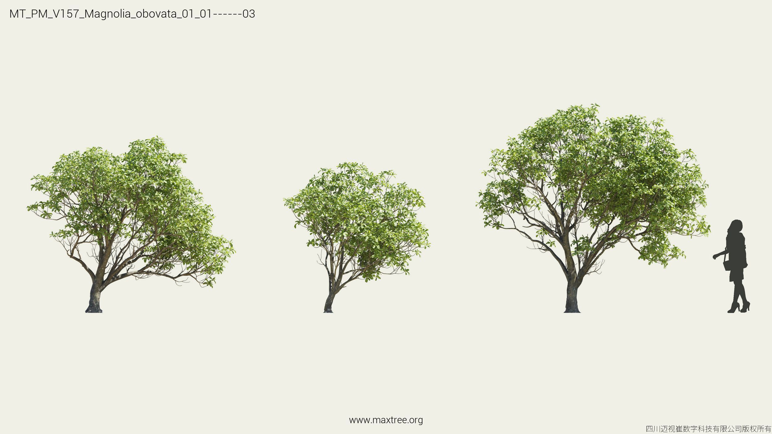 Maxtree Plant Models Vol 157 - Mesh 3D model_13