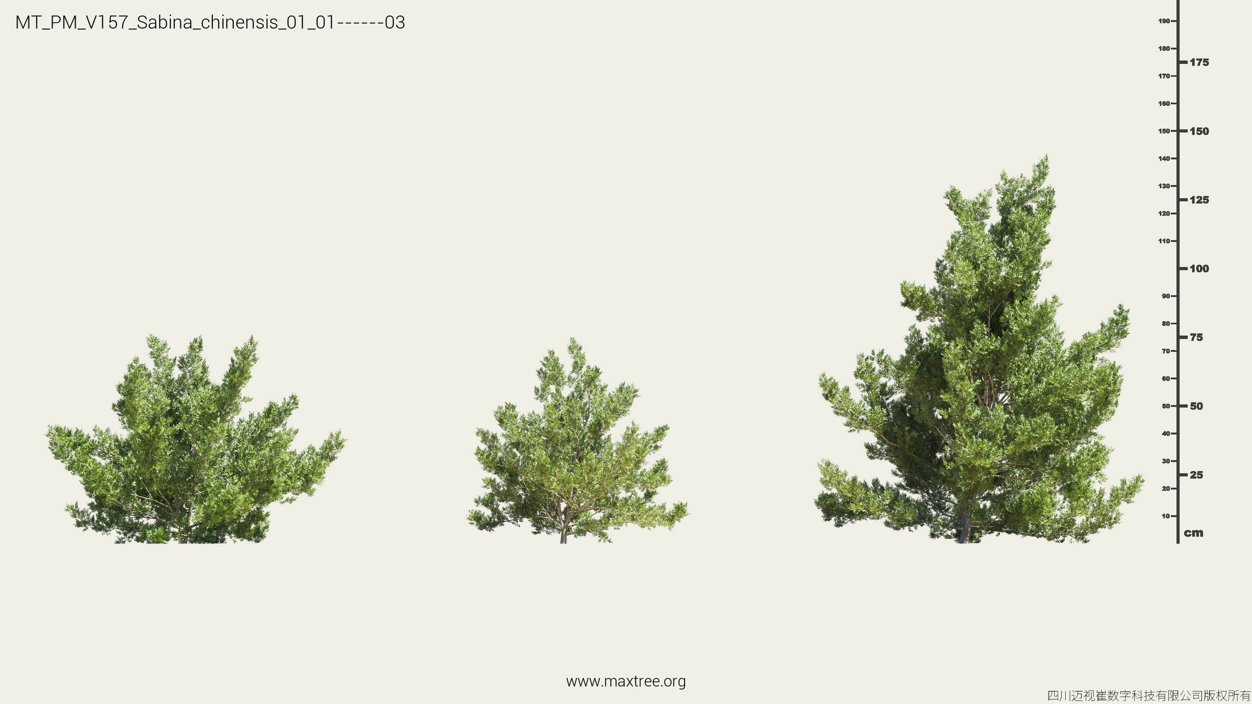 Maxtree Plant Models Vol 157 - Mesh 3D model_23