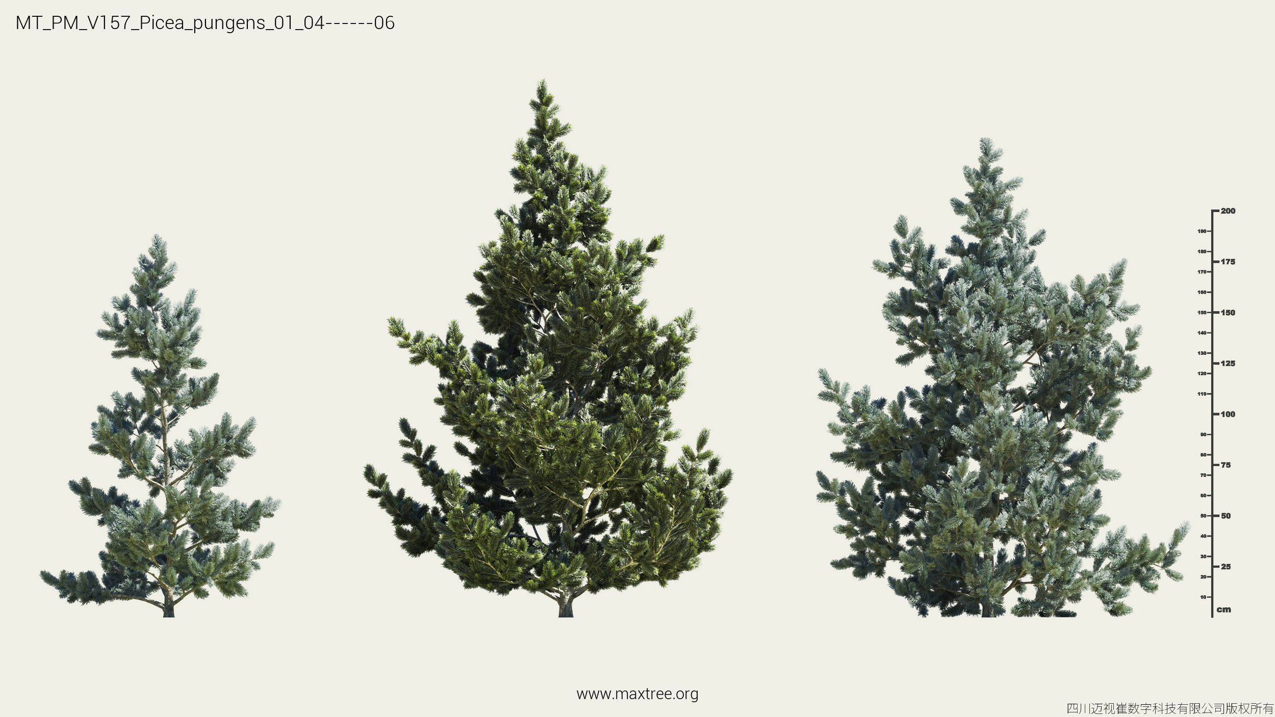 Maxtree Plant Models Vol 157 - Mesh 3D model_15