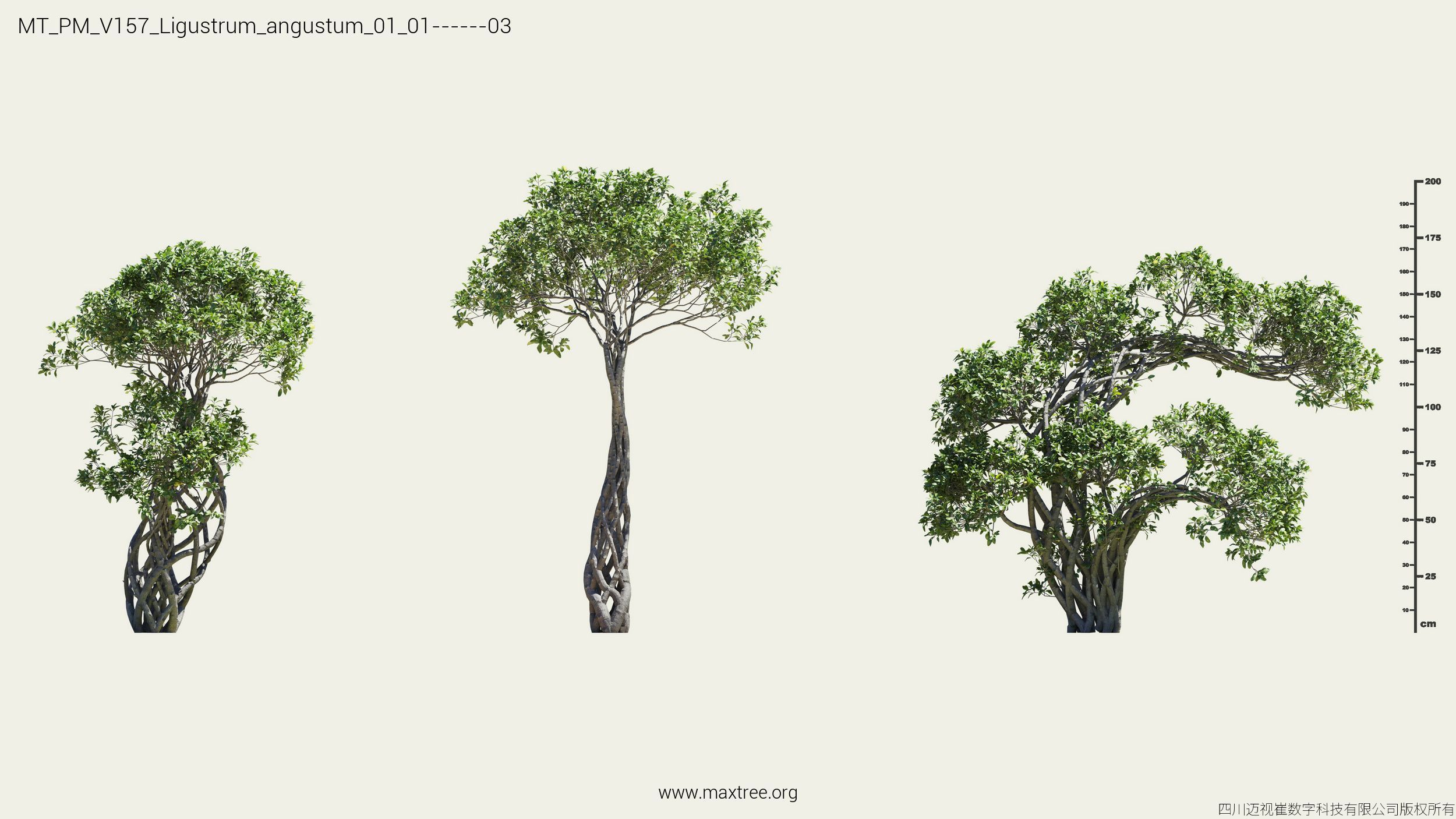 Maxtree Plant Models Vol 157 - Mesh 3D model_12