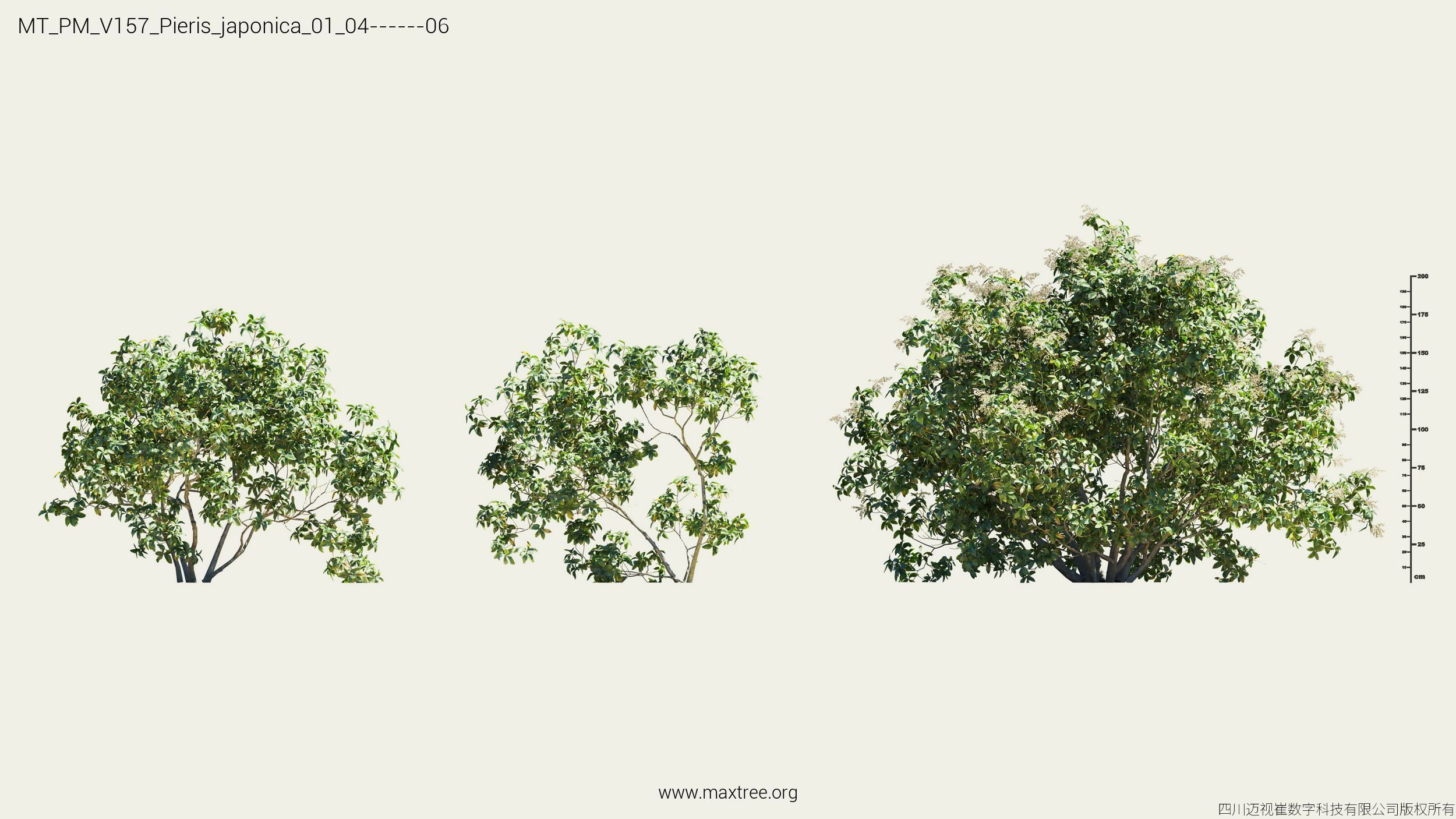 Maxtree Plant Models Vol 157 - Mesh 3D model_21