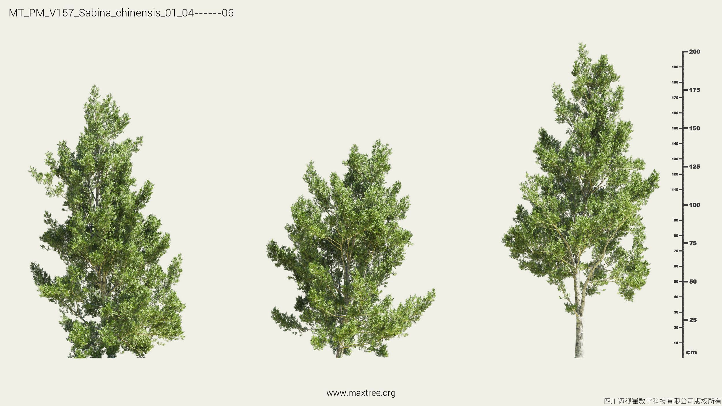Maxtree Plant Models Vol 157 - Mesh 3D model_27