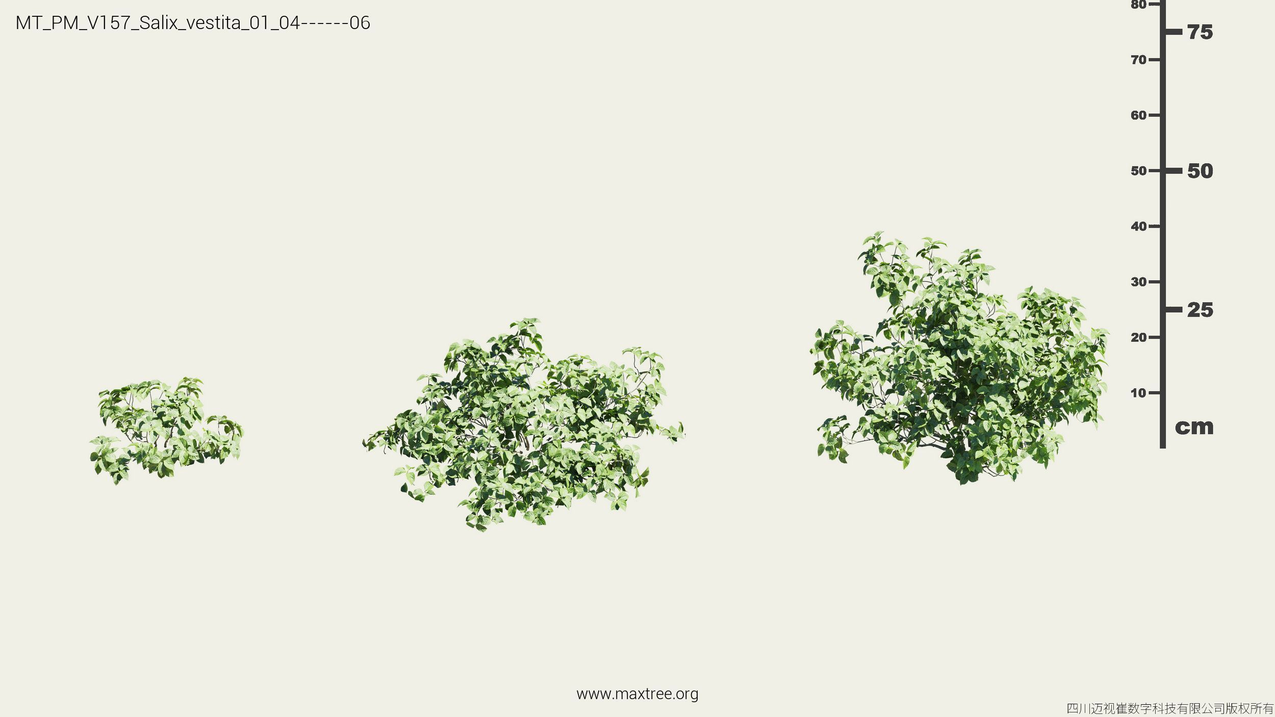 Maxtree Plant Models Vol 157 - Mesh 3D model_28