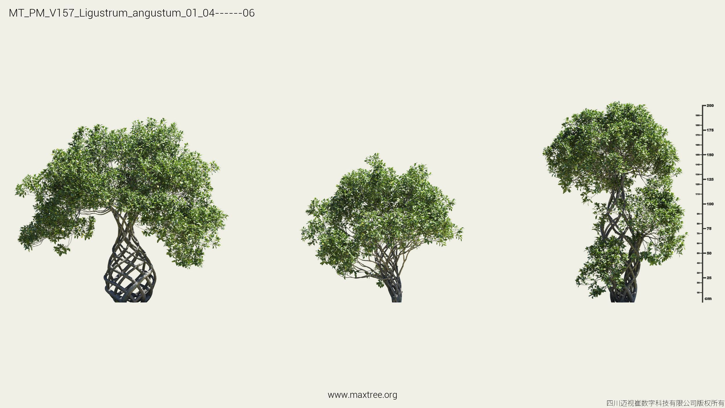 Maxtree Plant Models Vol 157 - Mesh 3D model_11