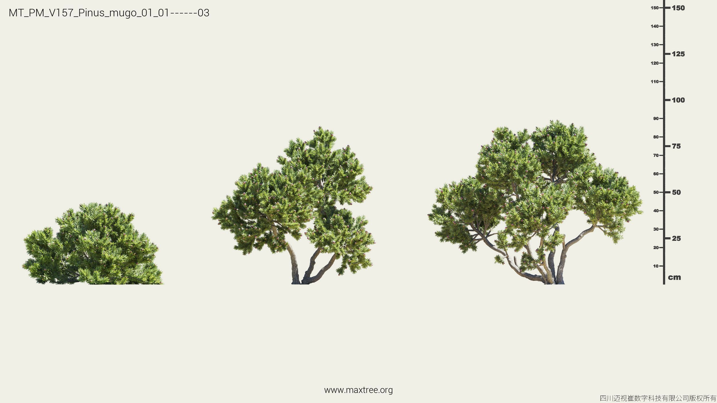 Maxtree Plant Models Vol 157 - Mesh 3D model_24