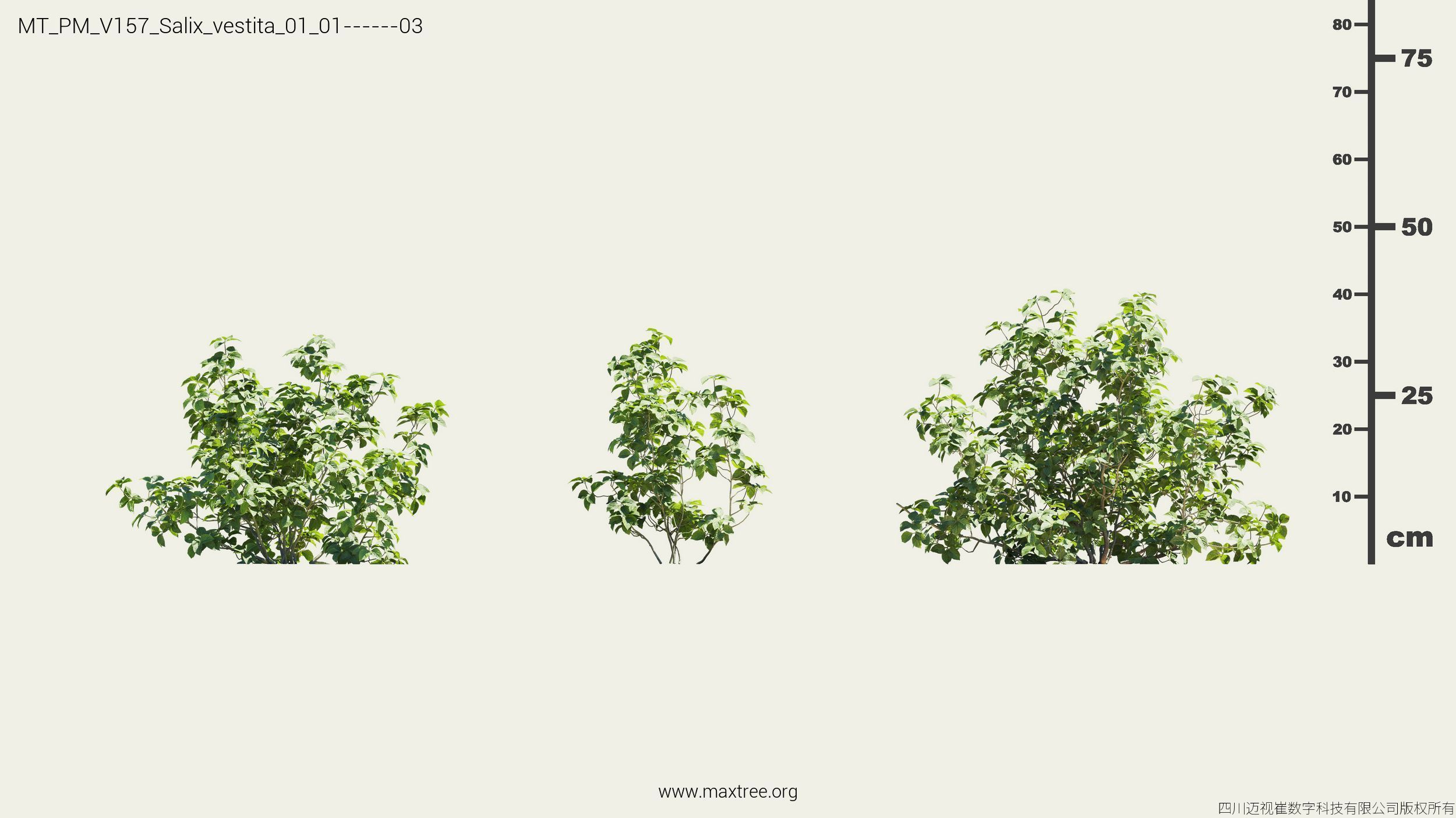 Maxtree Plant Models Vol 157 - Mesh 3D model_26