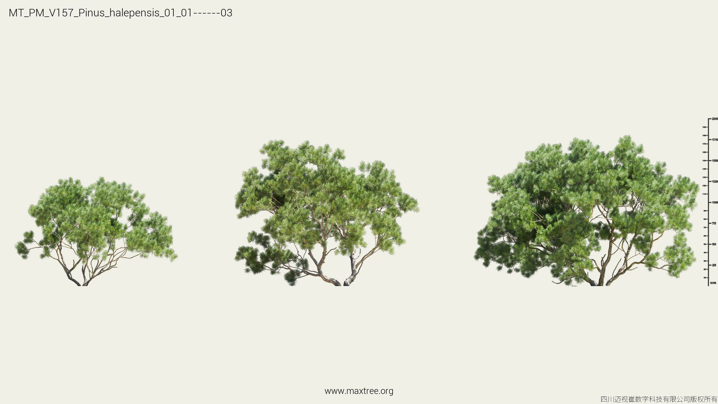 Maxtree Plant Models Vol 157 - Mesh 3D model_18
