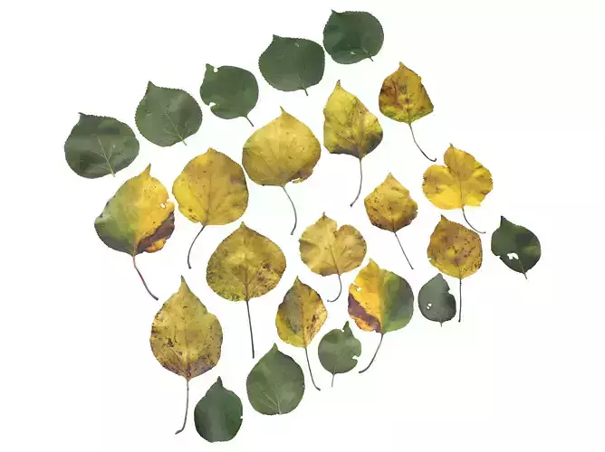 Apricot Leaves Leaf Autumn Fall Low-poly 3D model