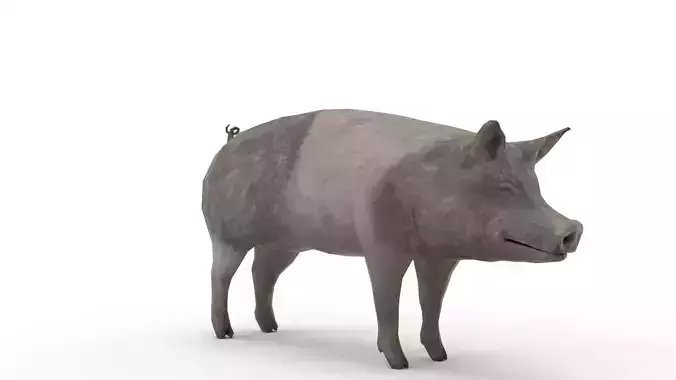 Oxford Pig Free 3D model