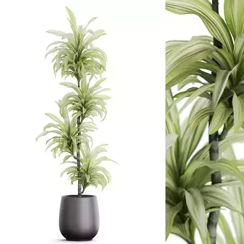 Plants collection 1170