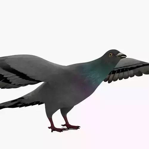 Realistic Pigeon 3D Model 3D model