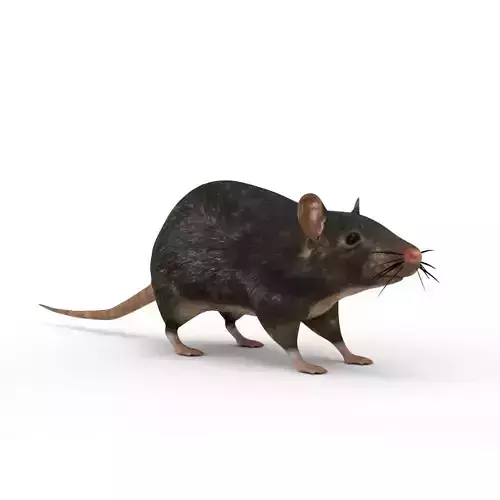 Rats 3D Model