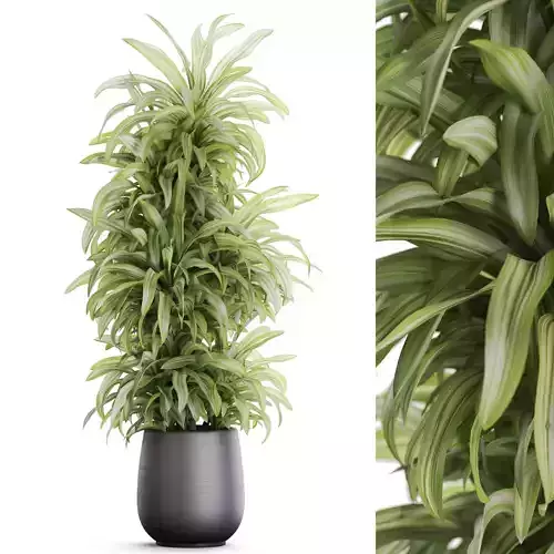 Plants collection 1171