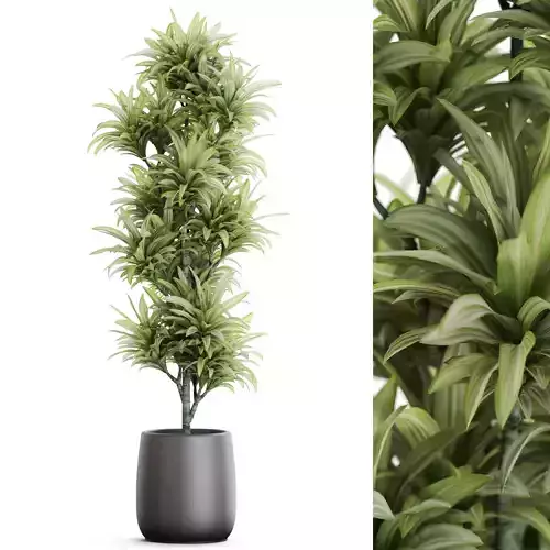 Plants collection 1172