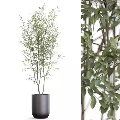 Plants collection 1174